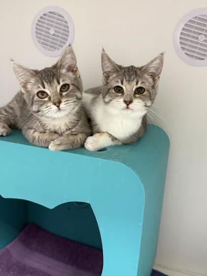 Enlarge Hulu, a Adoptable mixed breed in Gwinn, MI image 2/2