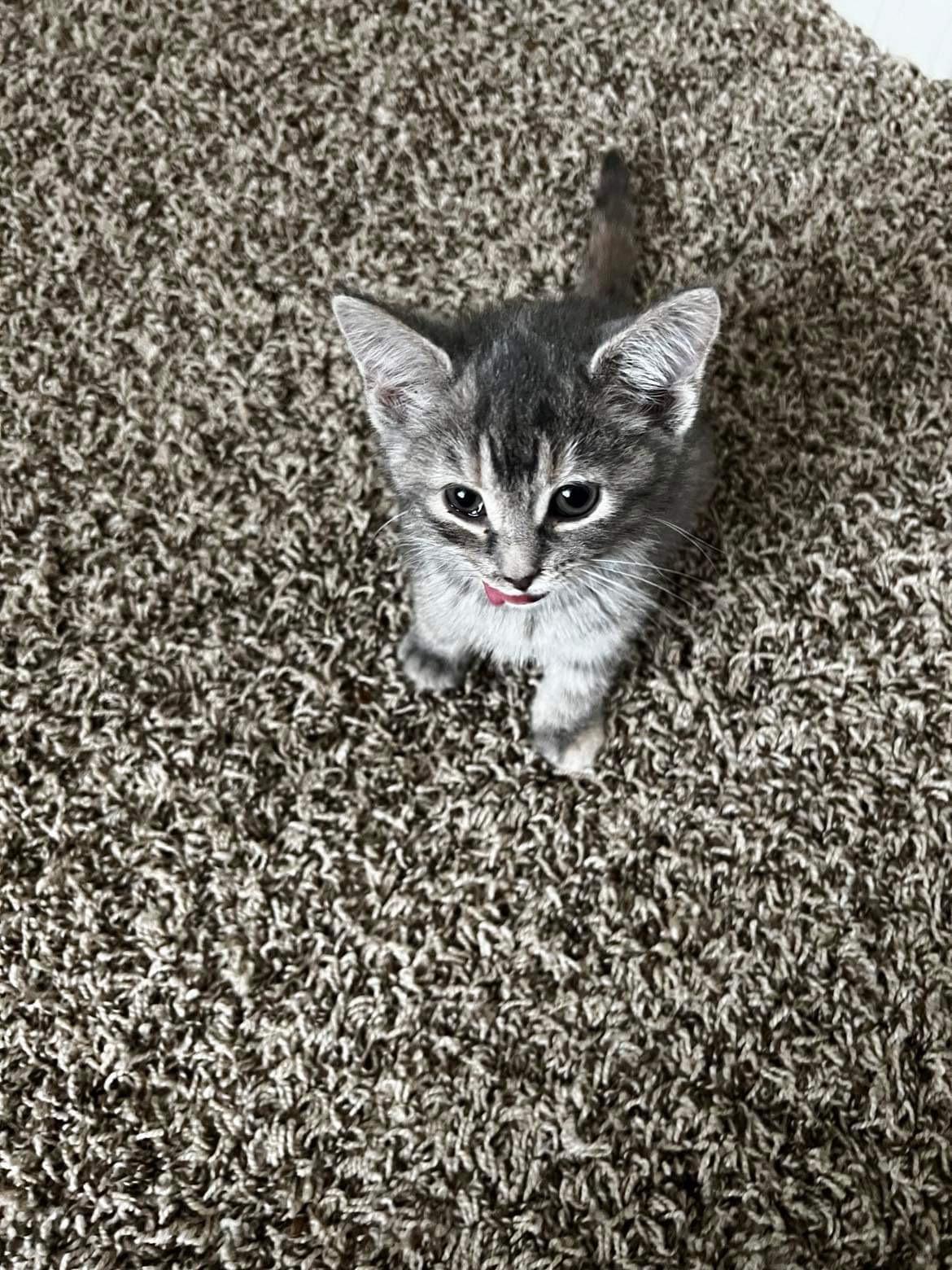 Enlarge Jan, a Adopted mixed breed in Coralville, IA image 1/5