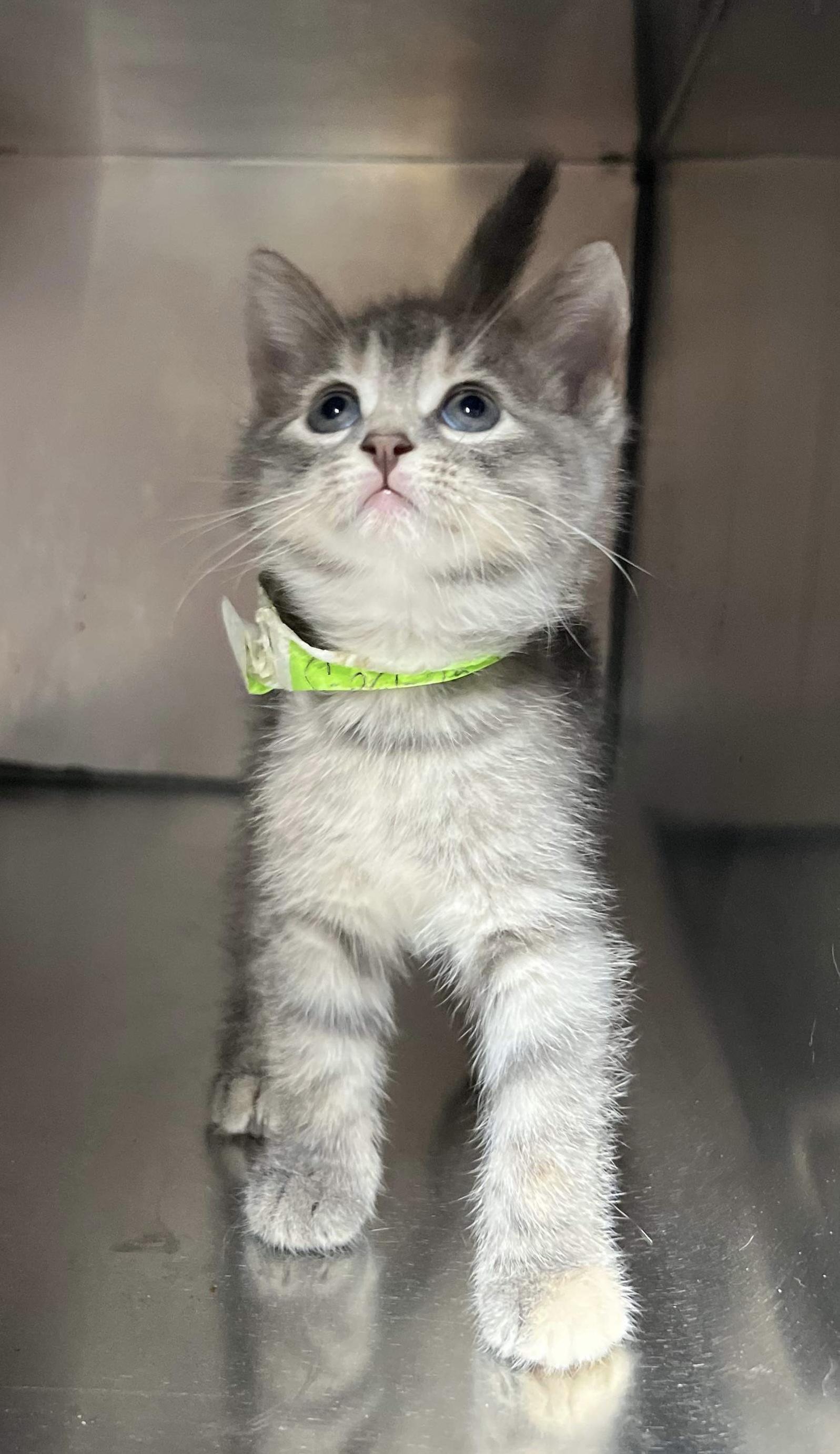 Enlarge Jan, a Adopted mixed breed in Coralville, IA image 3/5