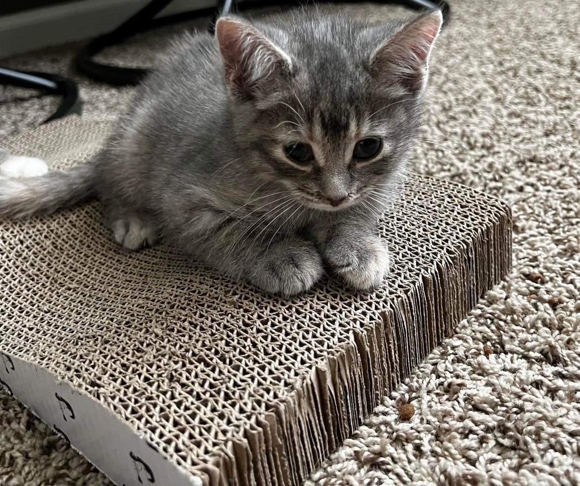 Enlarge Jan, a Adopted mixed breed in Coralville, IA image 5/5