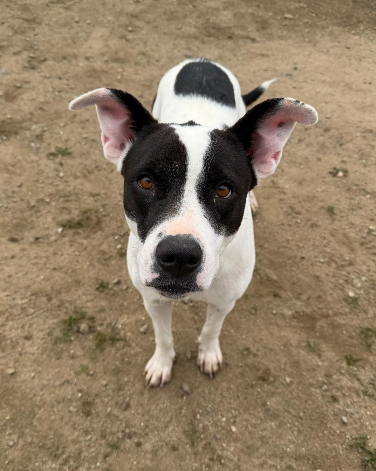 Enlarge MAY, a ADOPTABLE mixed breed in Bakersfield, CA image 2/2