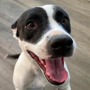 Enlarge MAY, a ADOPTABLE mixed breed in Bakersfield, CA image 1/2