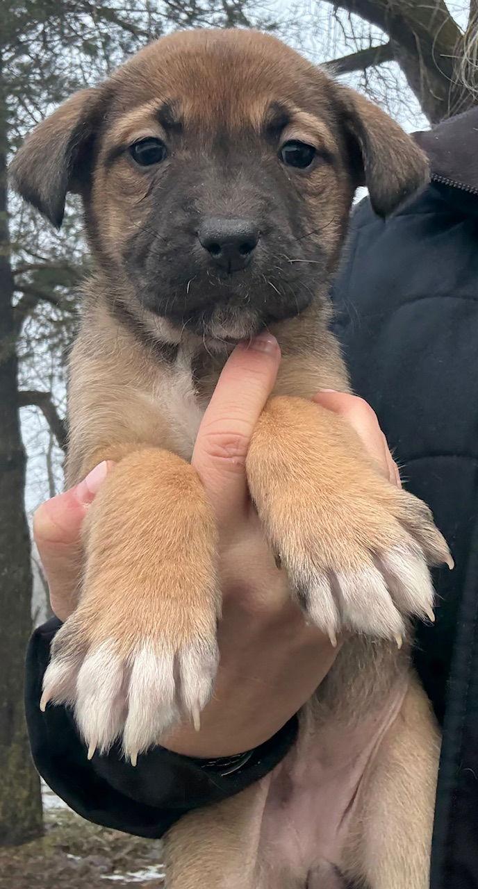 Enlarge Magnolia, a Adoptable mixed breed in Oxford, MI image 1/1