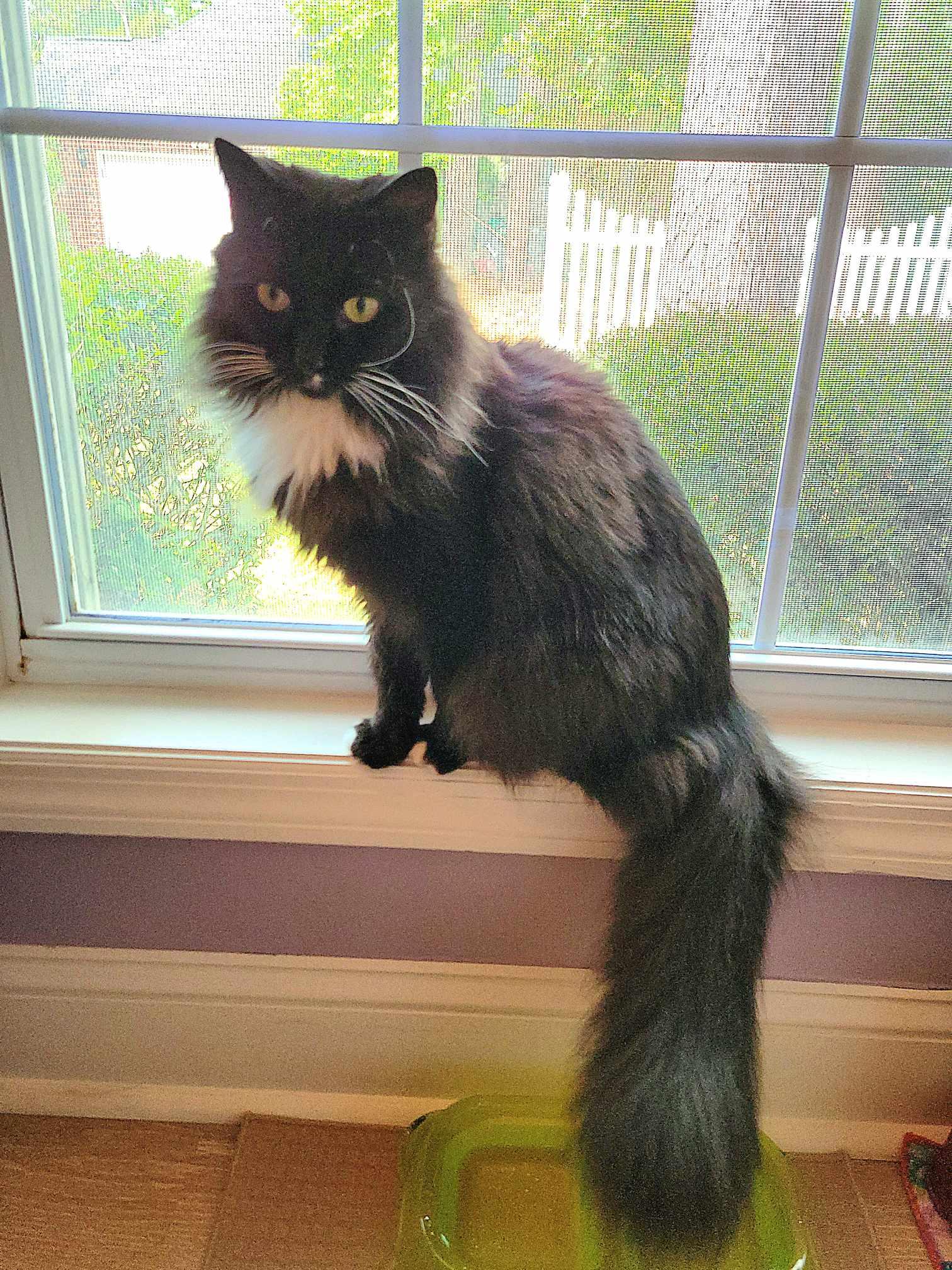 Magik, a Adoptable Domestic Long Hair in Little River, SC image 2/4