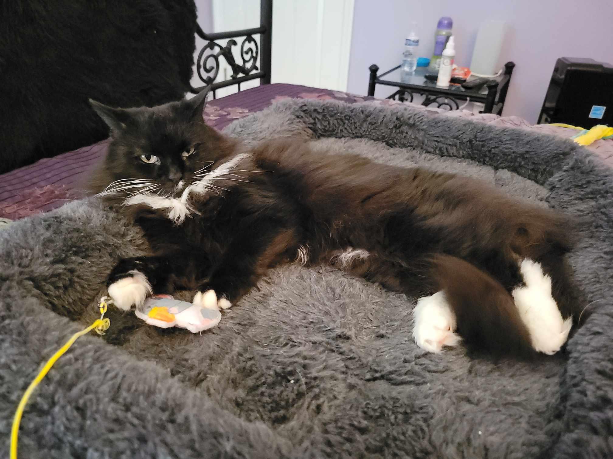 Magik, a Adoptable Domestic Long Hair in Little River, SC image 3/4