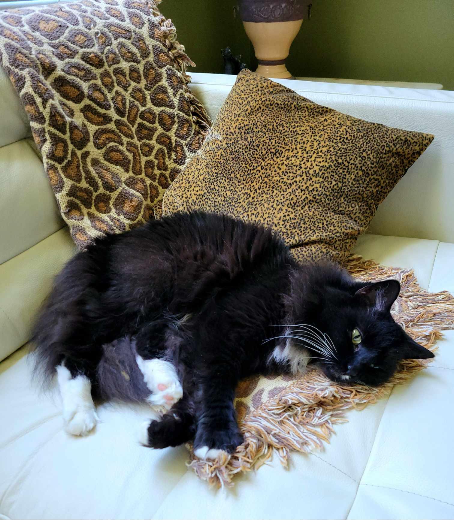 Magik, a Adoptable Domestic Long Hair in Little River, SC image 4/4