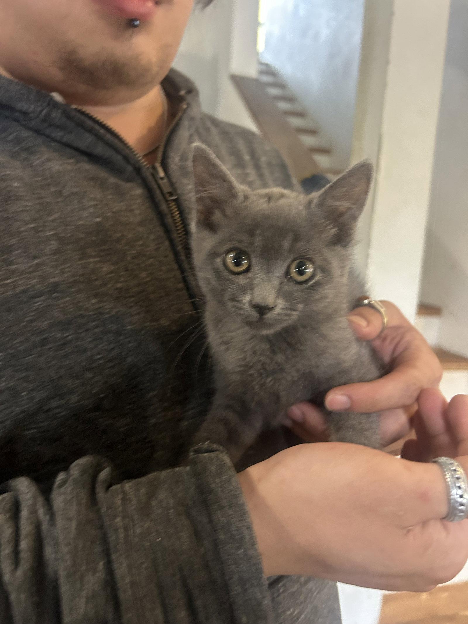 Enlarge Sunny Napa, a Adopted Russian Blue in Napa, CA image 1/1