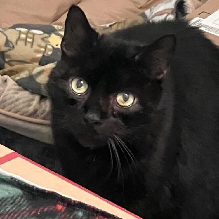 Chester, a Adoptable Domestic Short Hair in Waxhaw, NC image 1/2