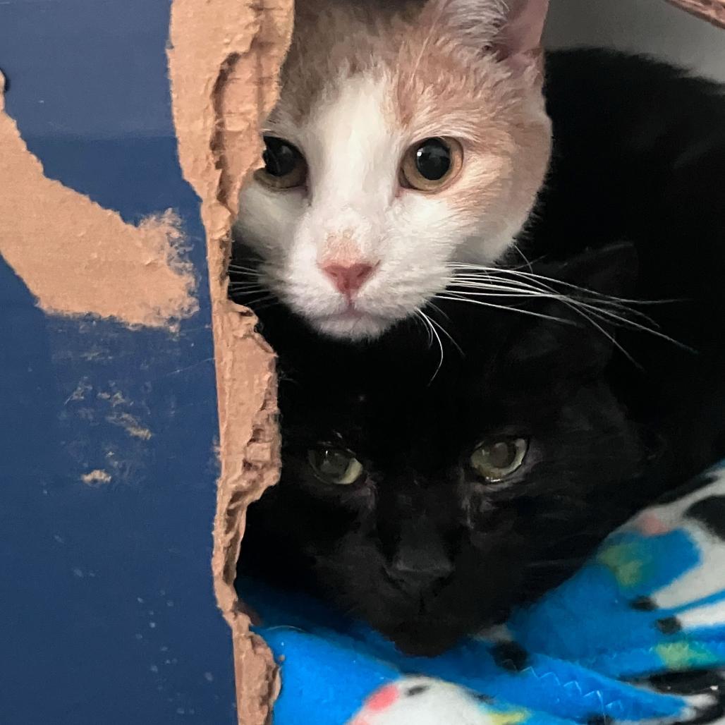 Chester, a Adoptable Domestic Short Hair in Waxhaw, NC image 2/2