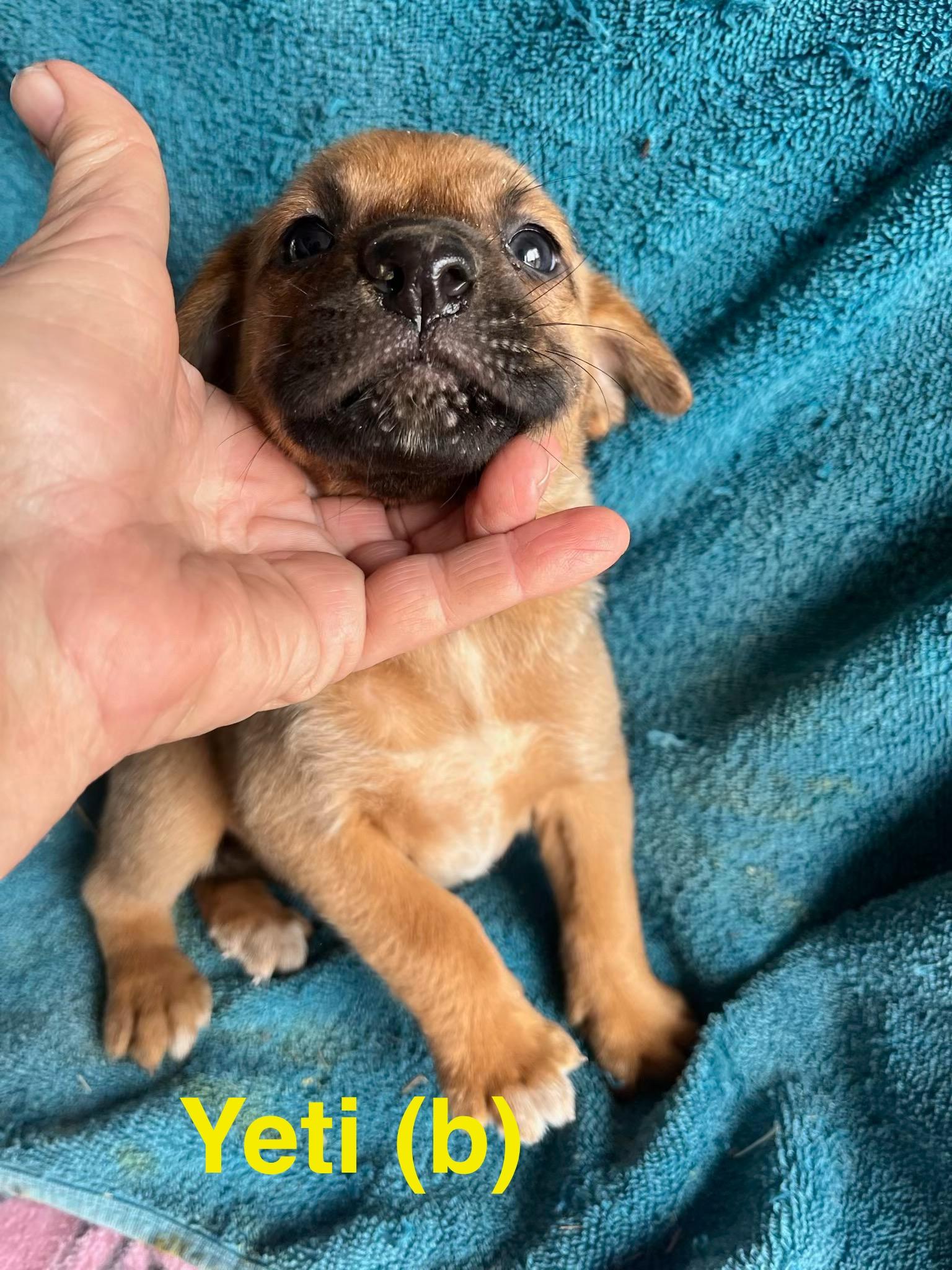 Yeti, ADOPTABLE, Puppy Male Labrador Retriever & Hound.