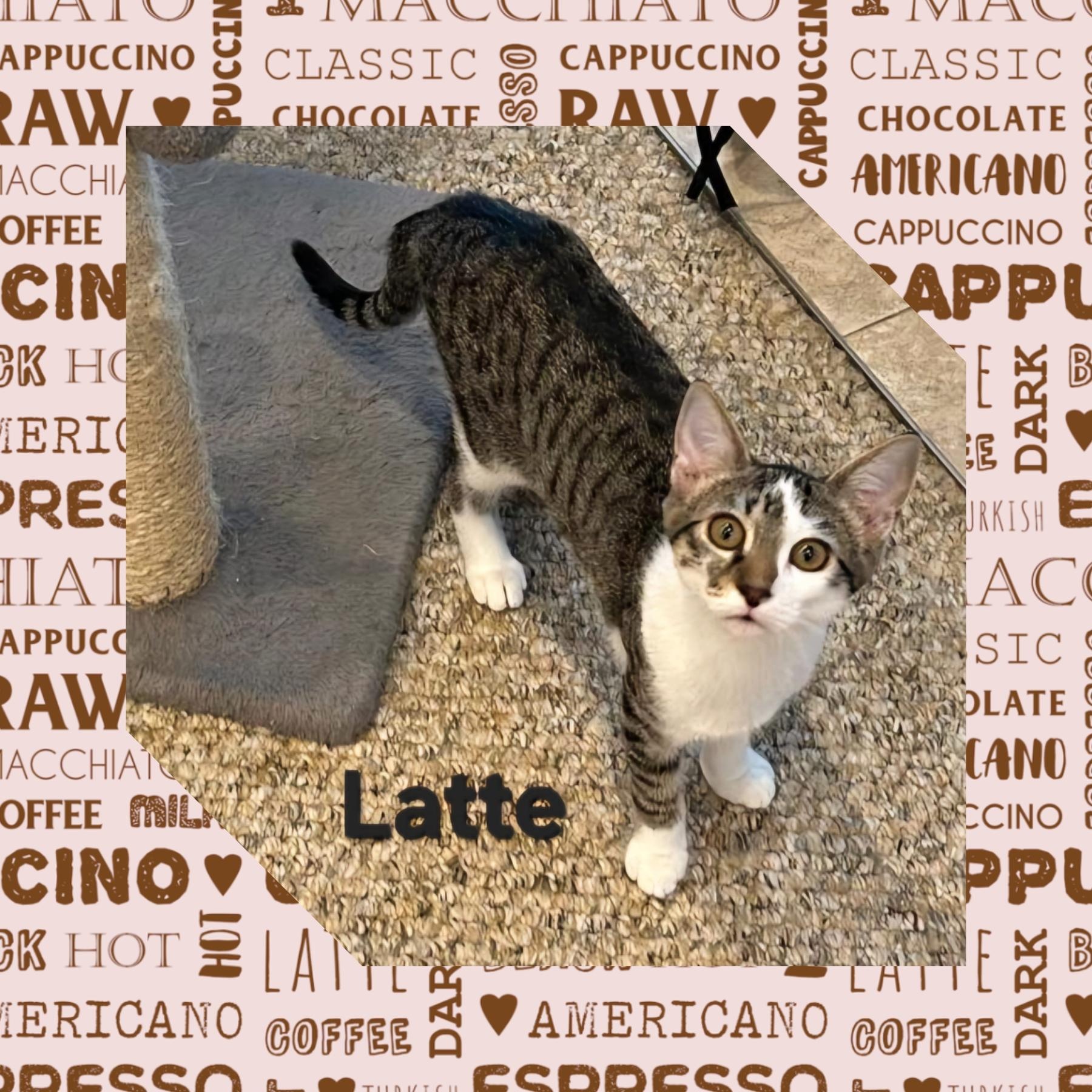 Latte, Adopted, Kitten Female Domestic Short Hair.