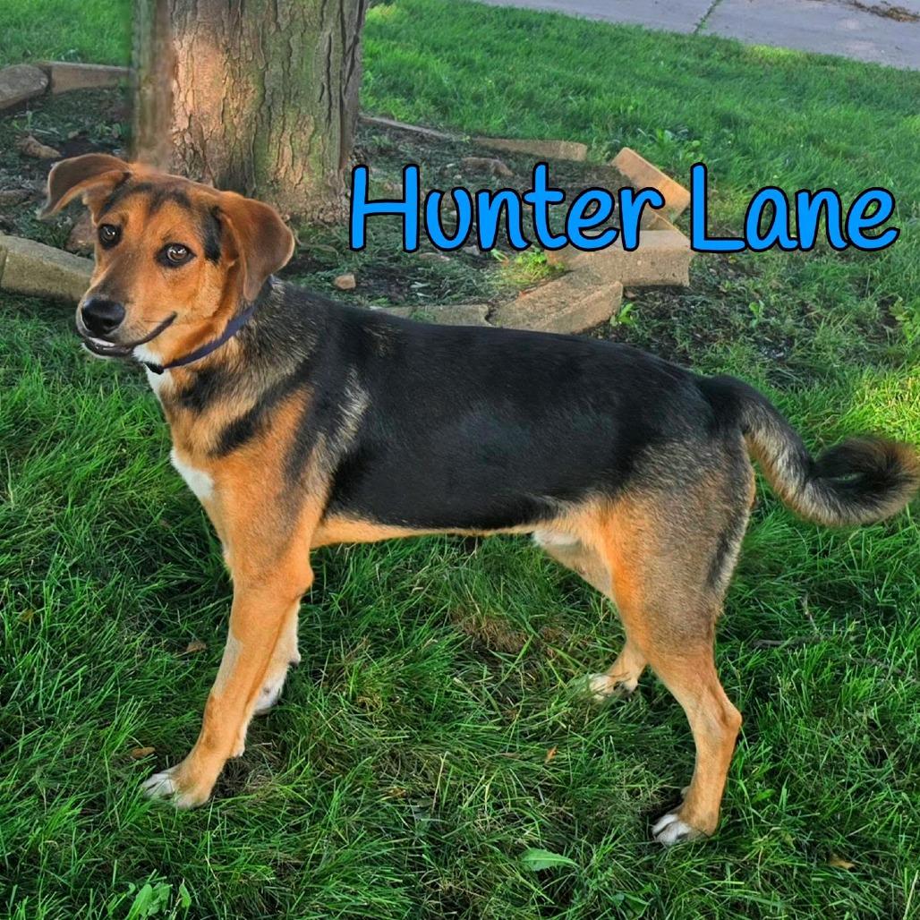 Hunter Lane, Adoptable, Young Male Mixed Breed.