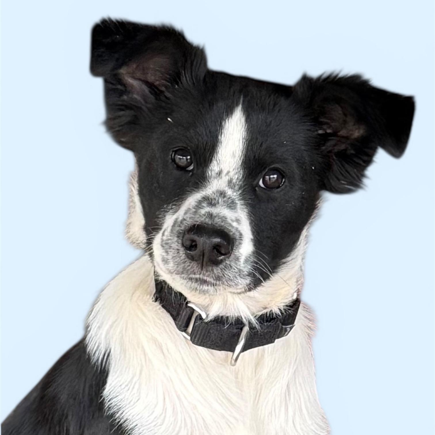 Enlarge Oreo (18 pounds!), a Adoptable mixed breed in South Saint Paul, MN image 1/4
