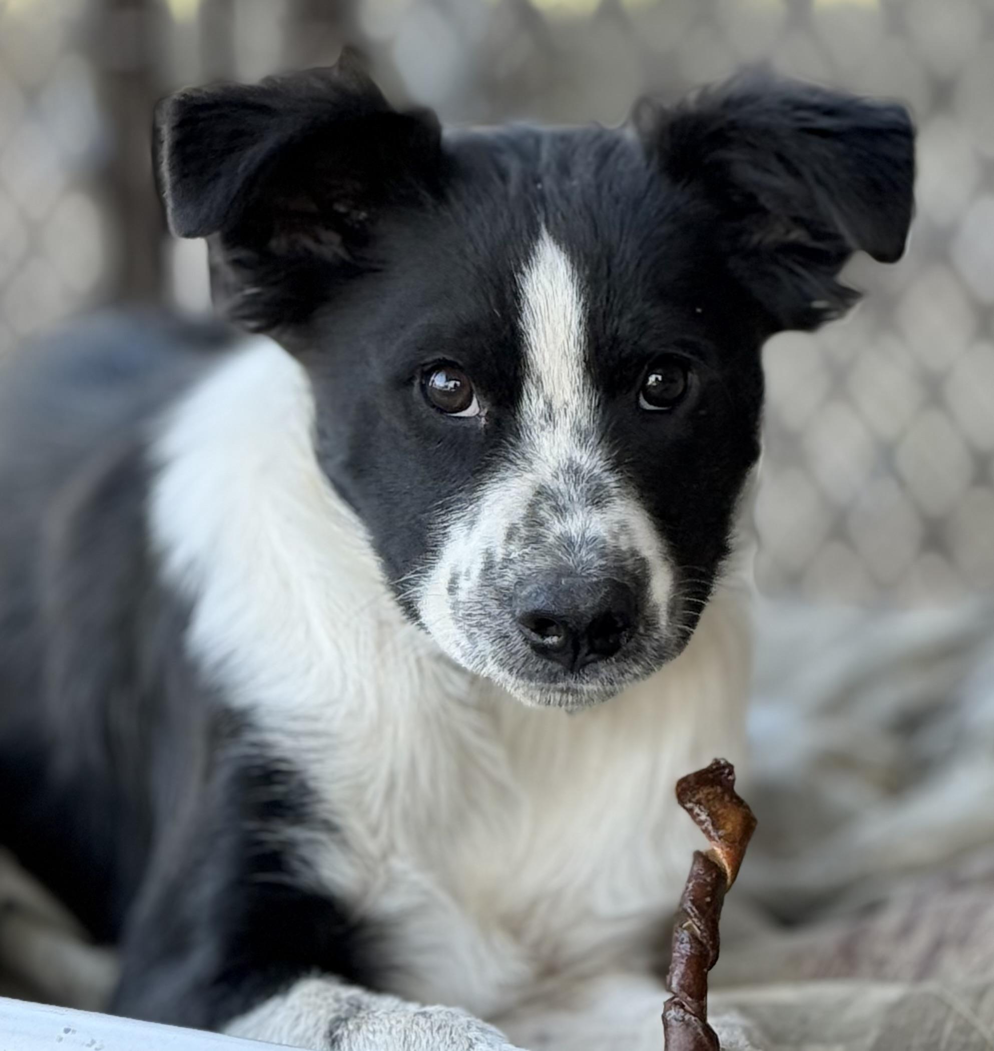 Oreo (18 pounds!), adopted, Puppy Male Border Collie & Papillon.