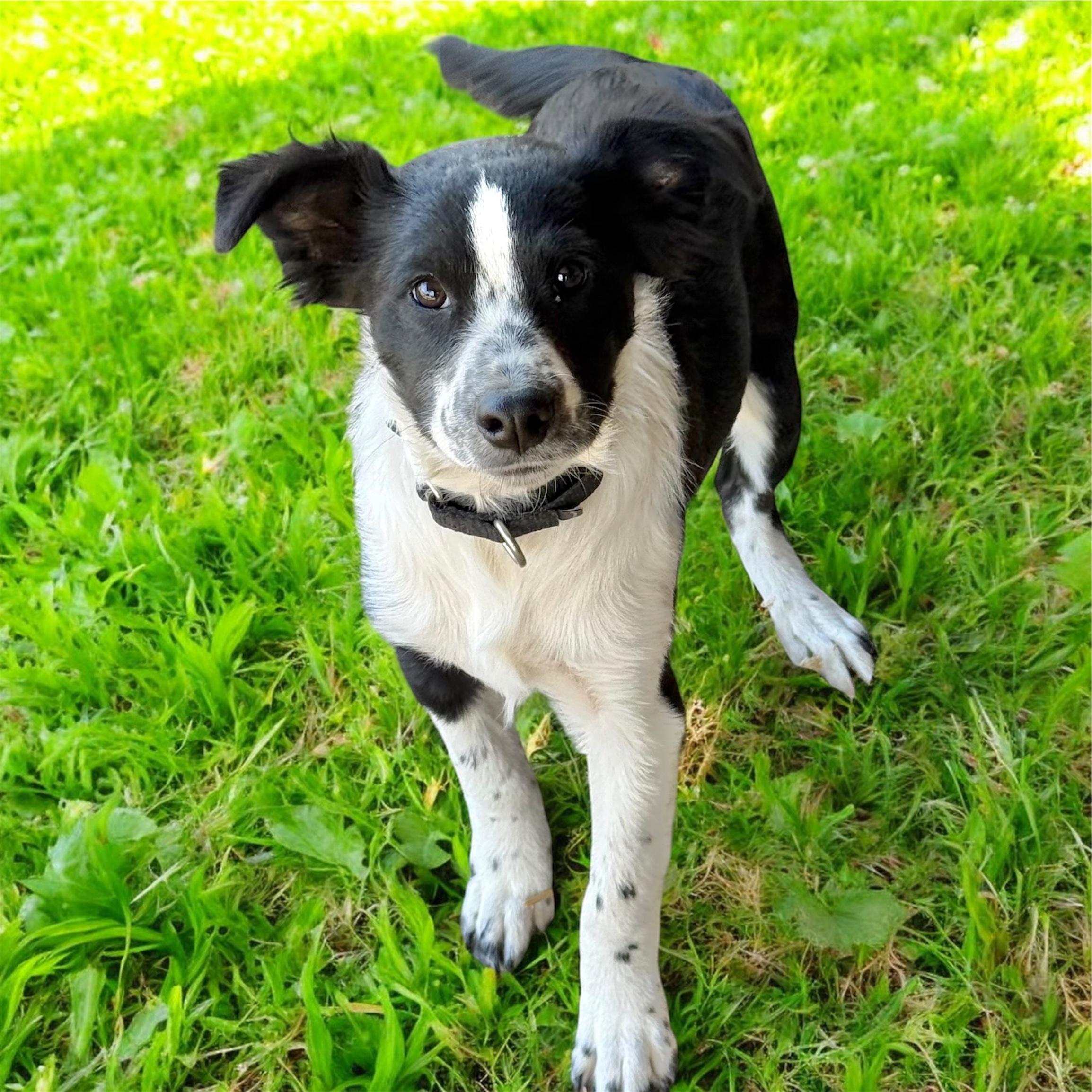 Oreo (18 pounds!), an adopted mixed breed in South Saint Paul, MN image 2/4