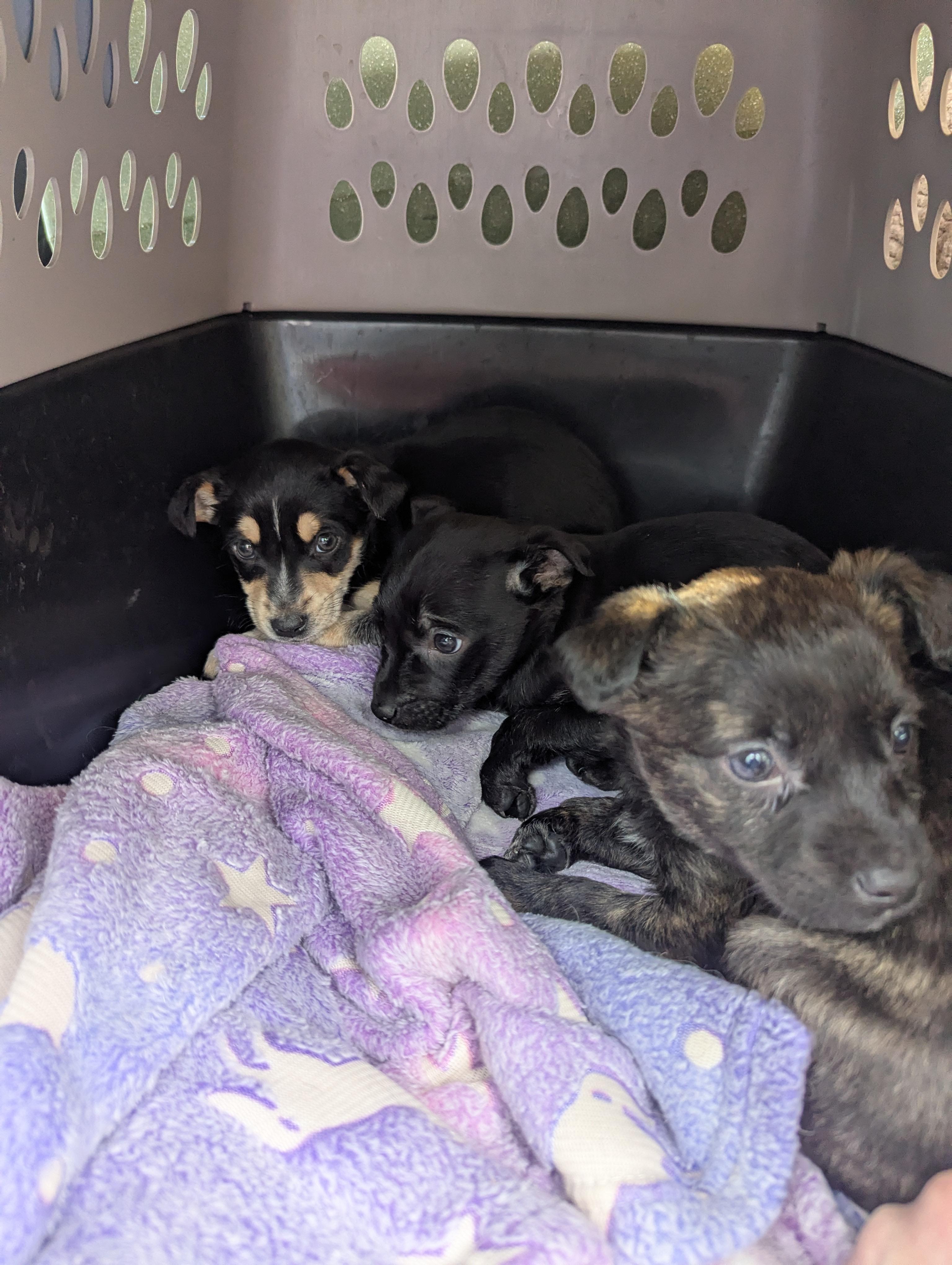 Enlarge Alvin, Simon, and Theodore, a Adoptable Rat Terrier in Cowlesville, NY image 1/1