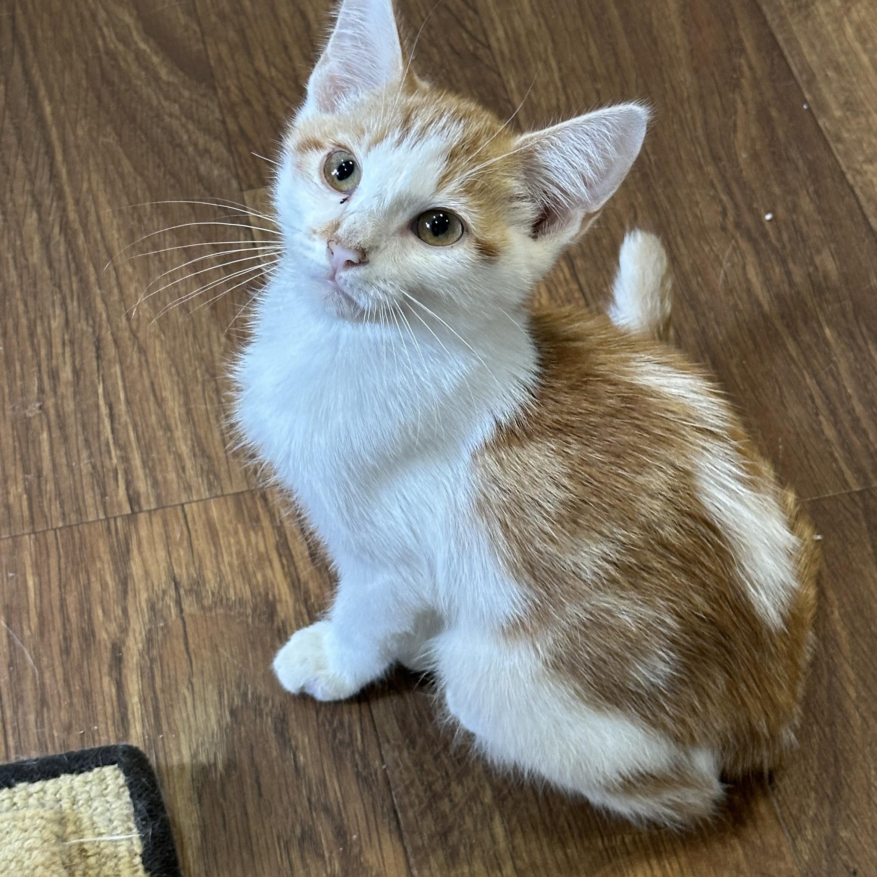Ollie, Adoptable, Kitten Male Domestic Short Hair & Tabby.