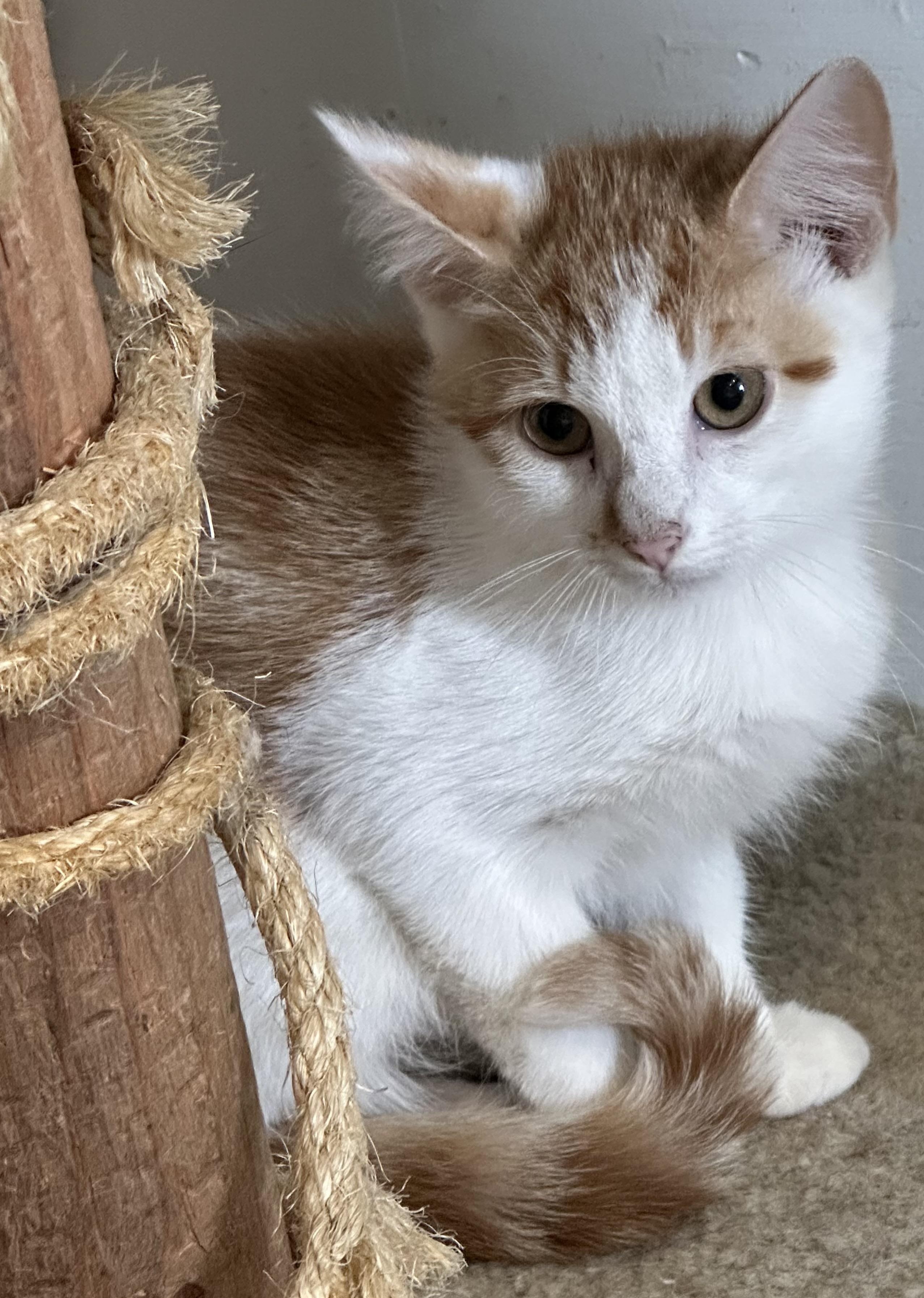 Ollie, a Adoptable mixed breed in Lawrenceville, GA image 4/5