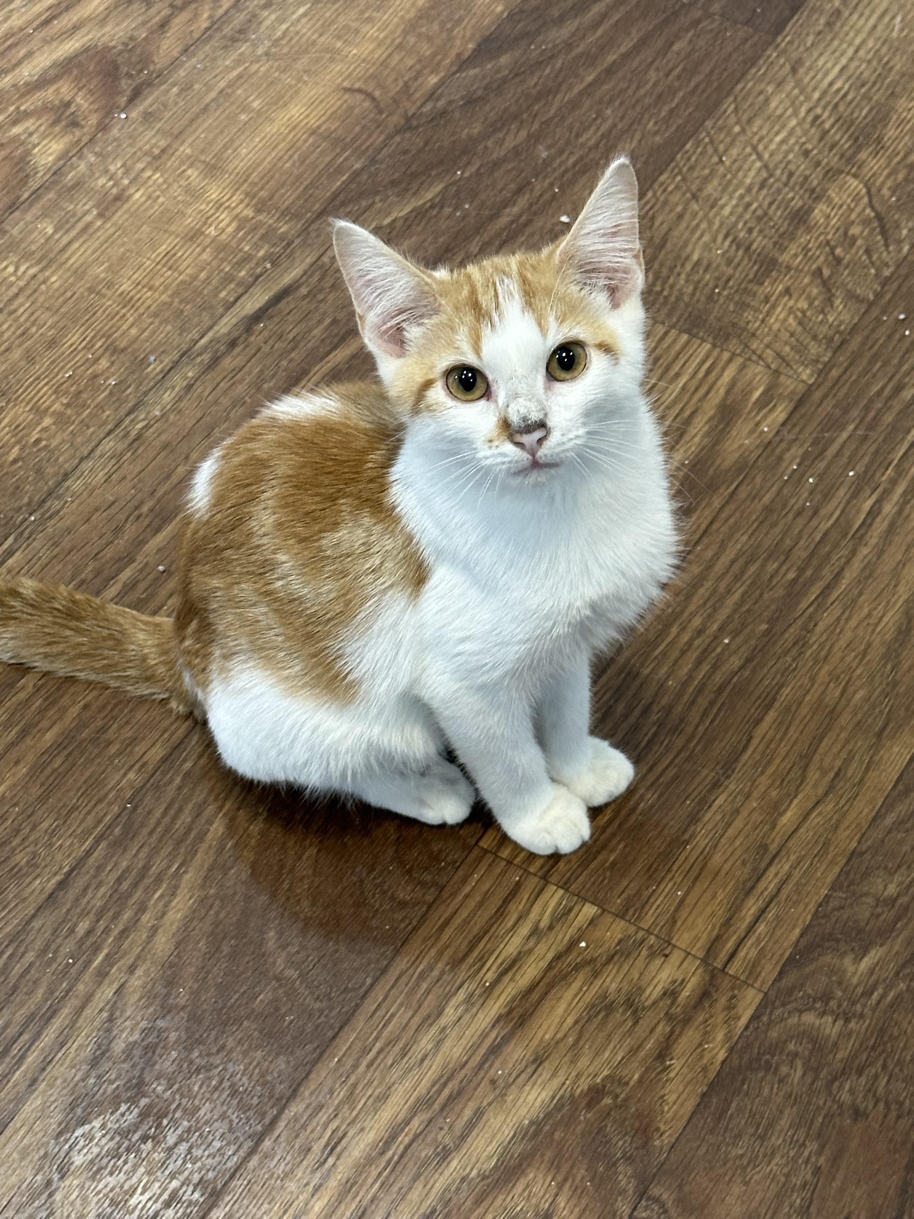 Ollie, a Adoptable mixed breed in Lawrenceville, GA image 1/5