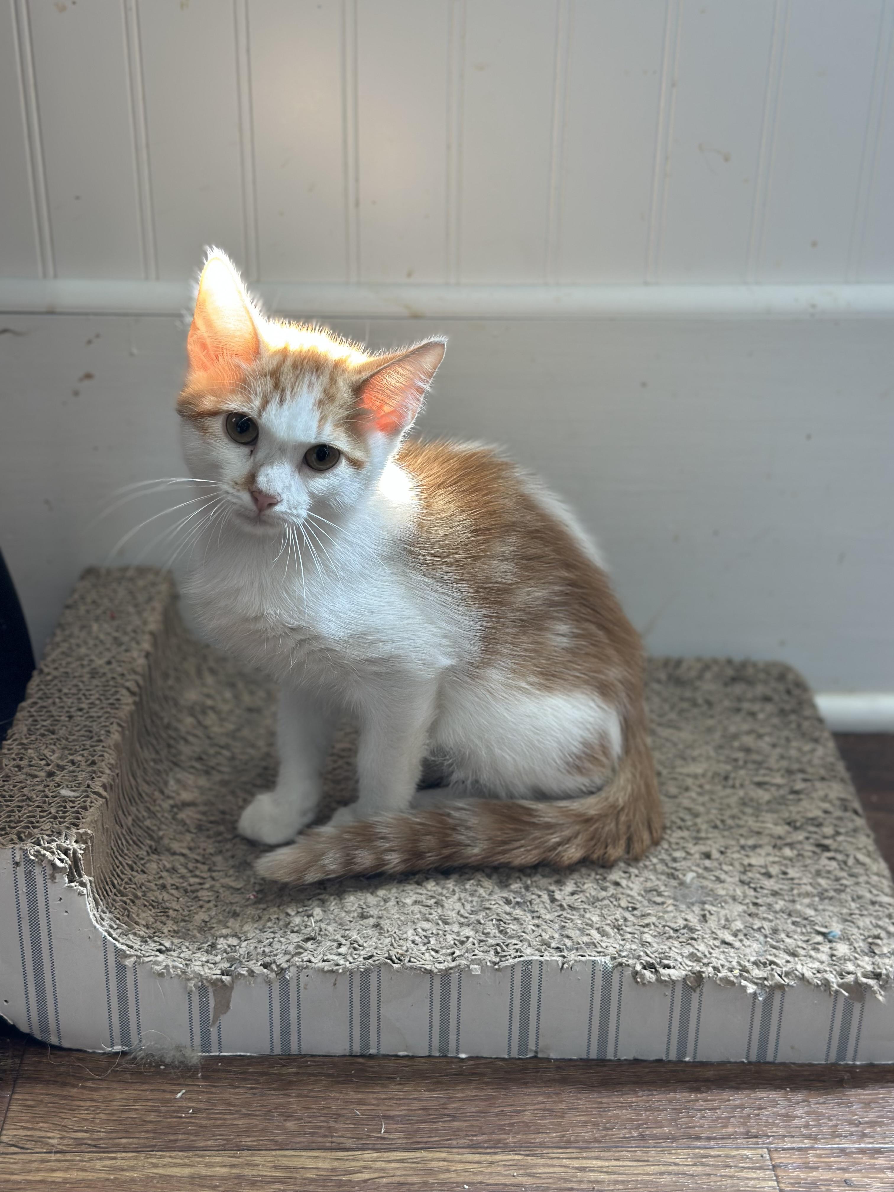 Ollie, a Adoptable mixed breed in Lawrenceville, GA image 5/5