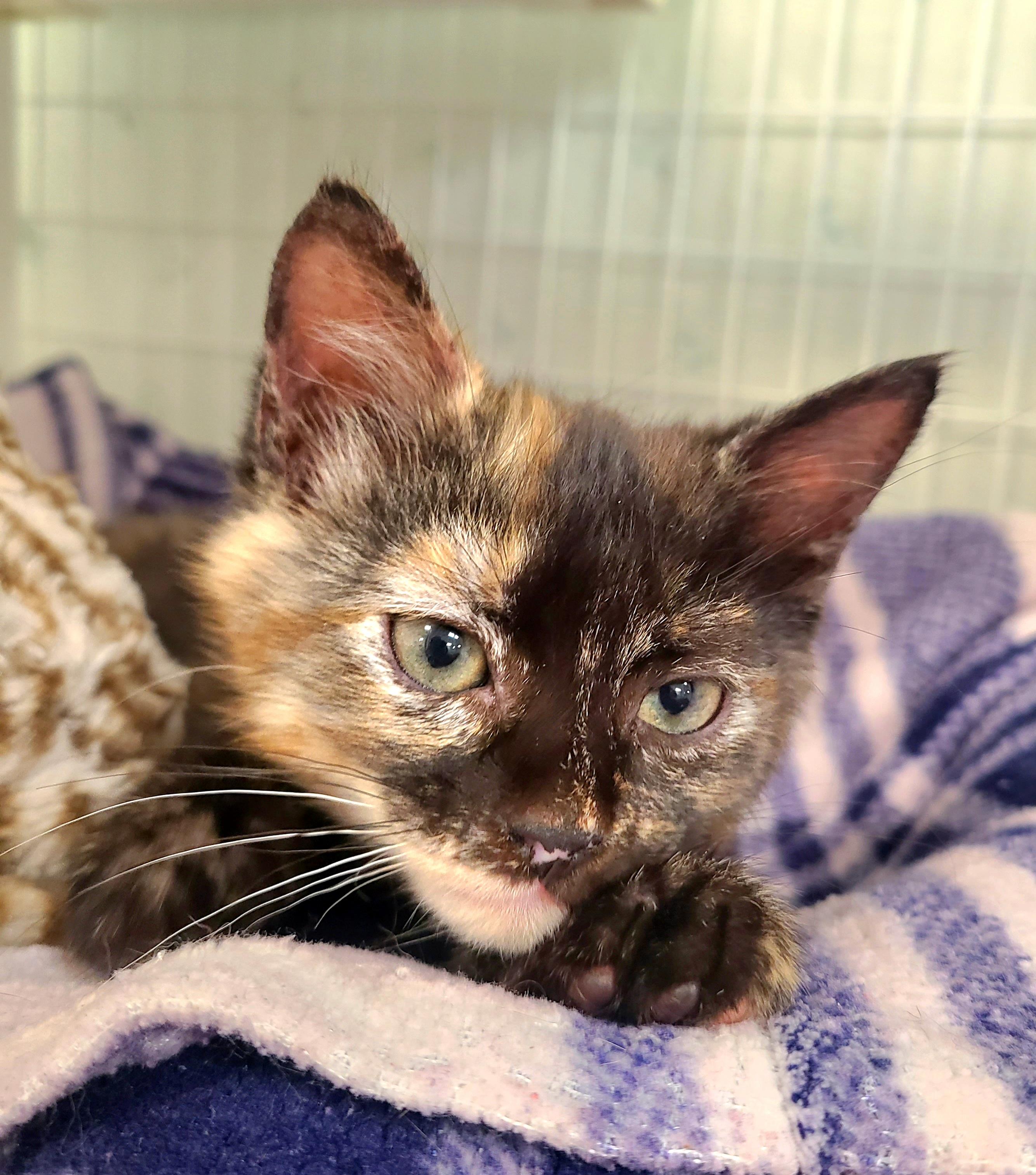 Nala, adopted, Kitten Female Domestic Short Hair.
