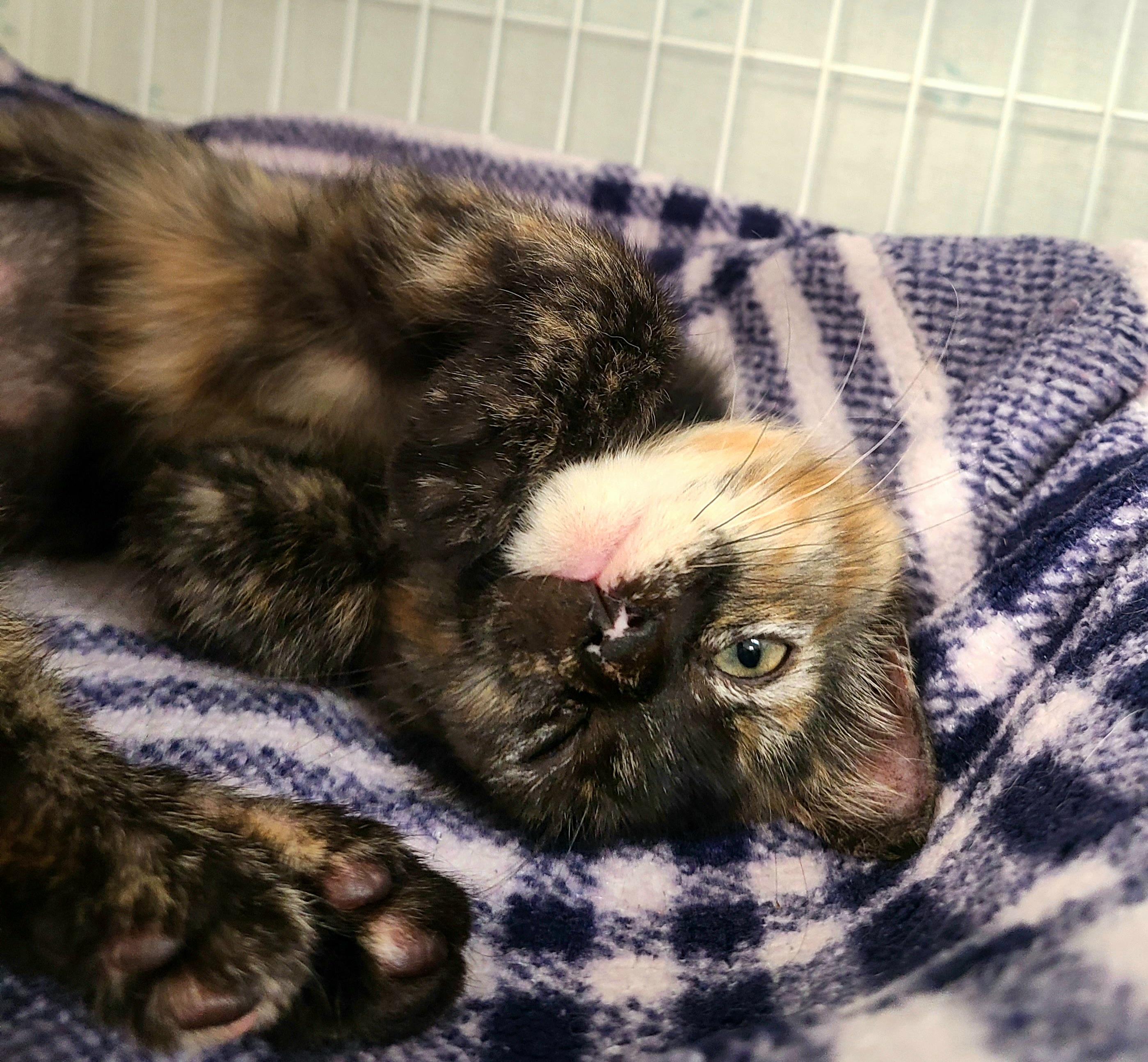 Nala, a ADOPTABLE Domestic Short Hair in Kirkland, WA image 2/2
