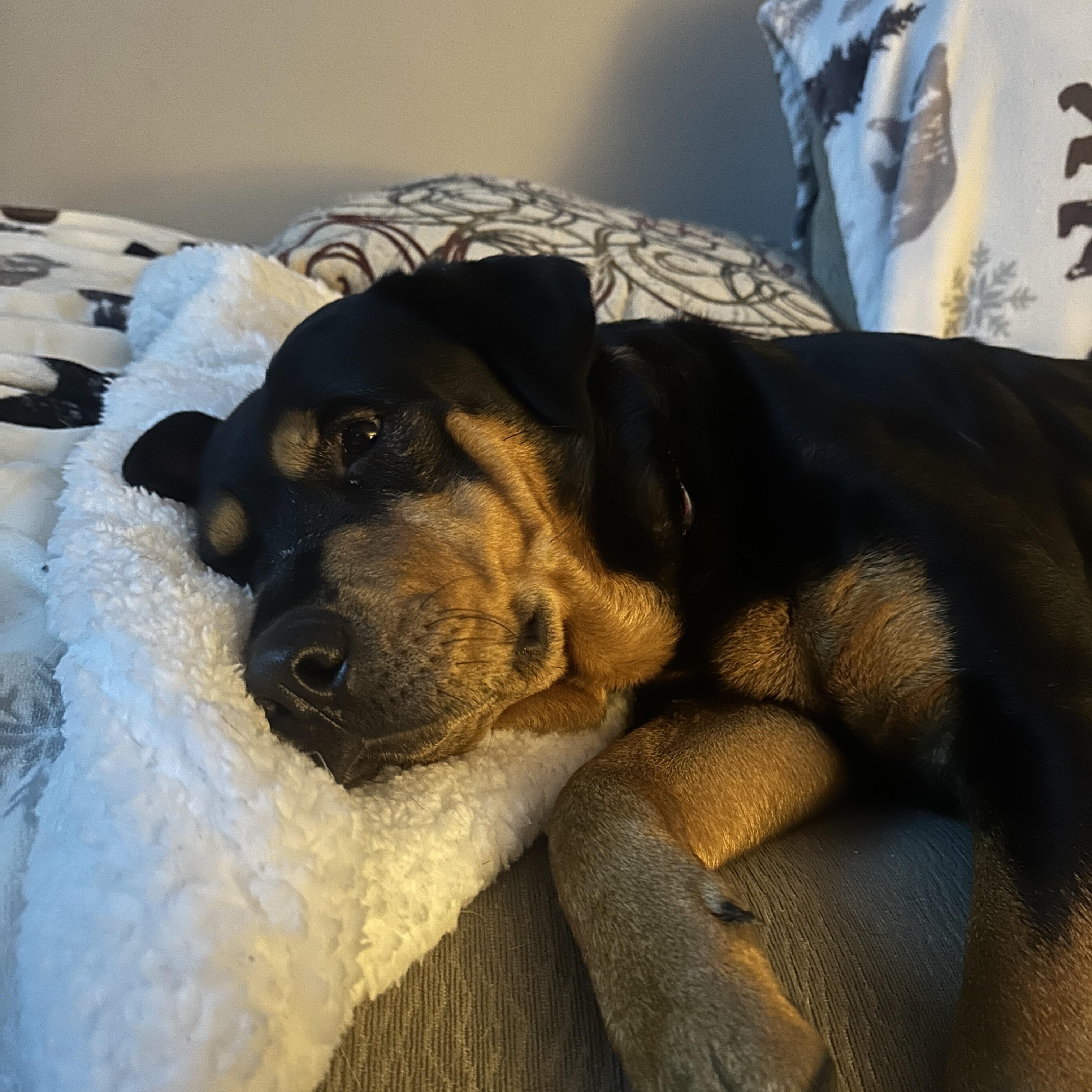 Enlarge Roxie, a ADOPTABLE Rottweiler in Barkhamsted, CT image 3/6