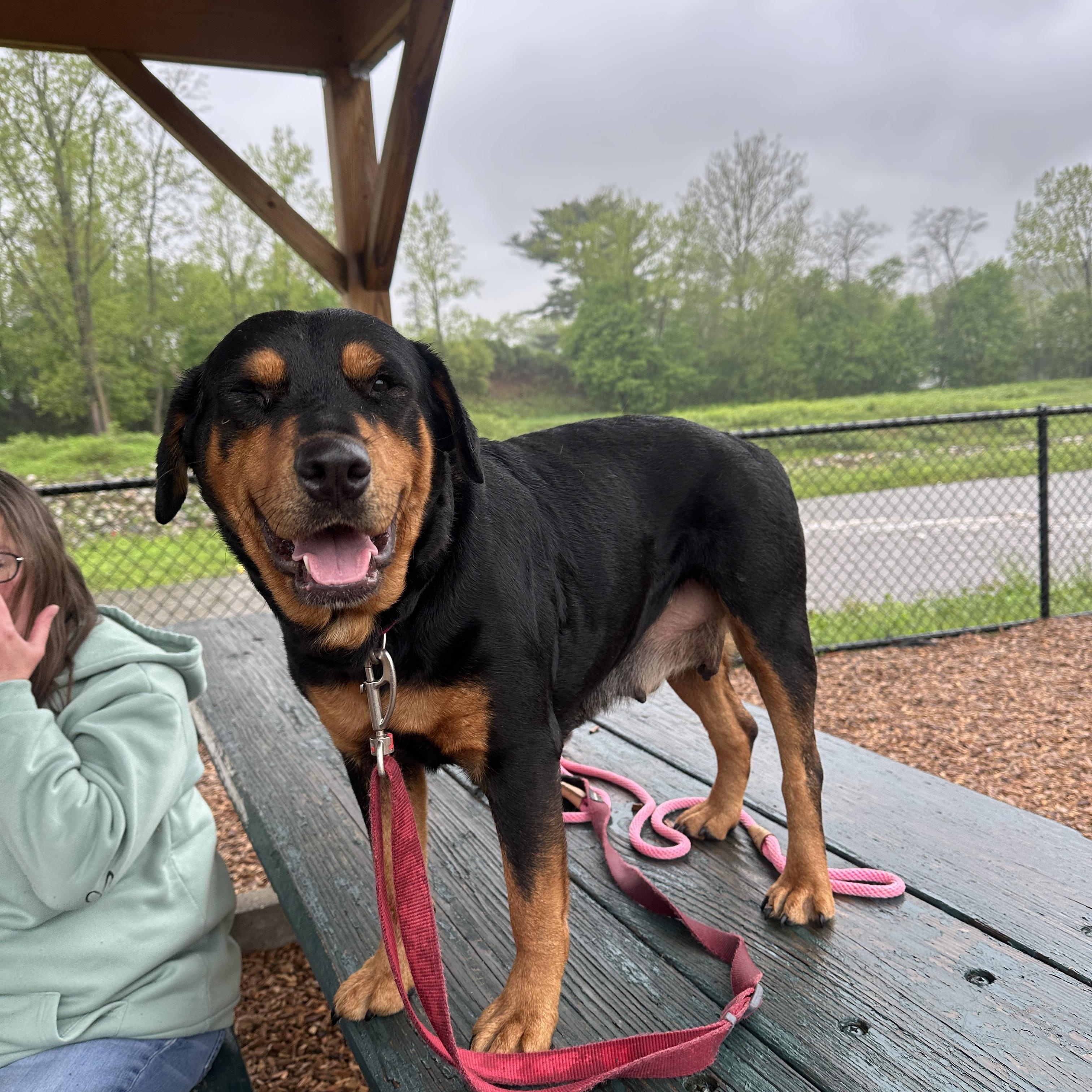 Enlarge Roxie, a ADOPTABLE Rottweiler in Barkhamsted, CT image 6/6