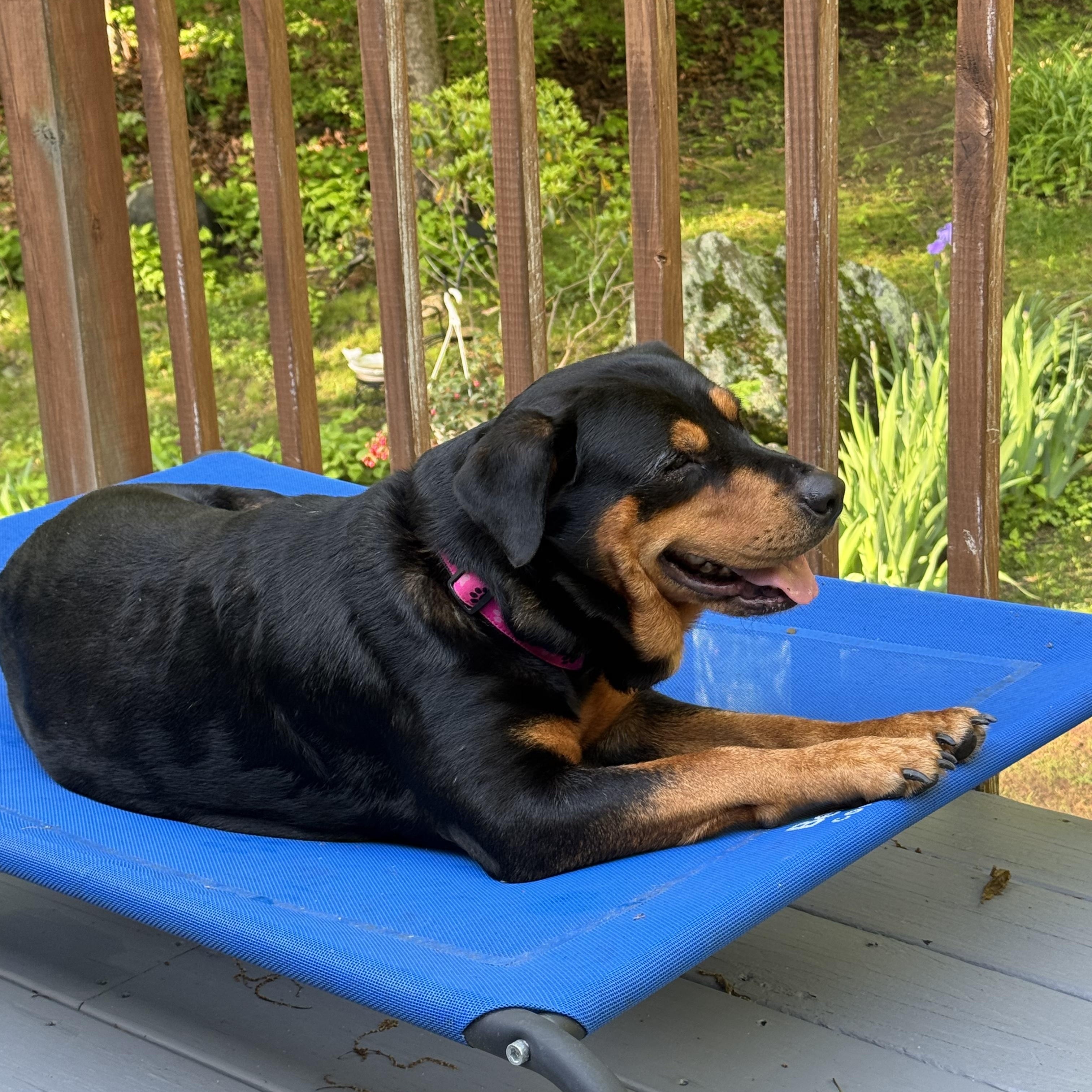 Enlarge Roxie, a ADOPTABLE Rottweiler in Barkhamsted, CT image 5/6