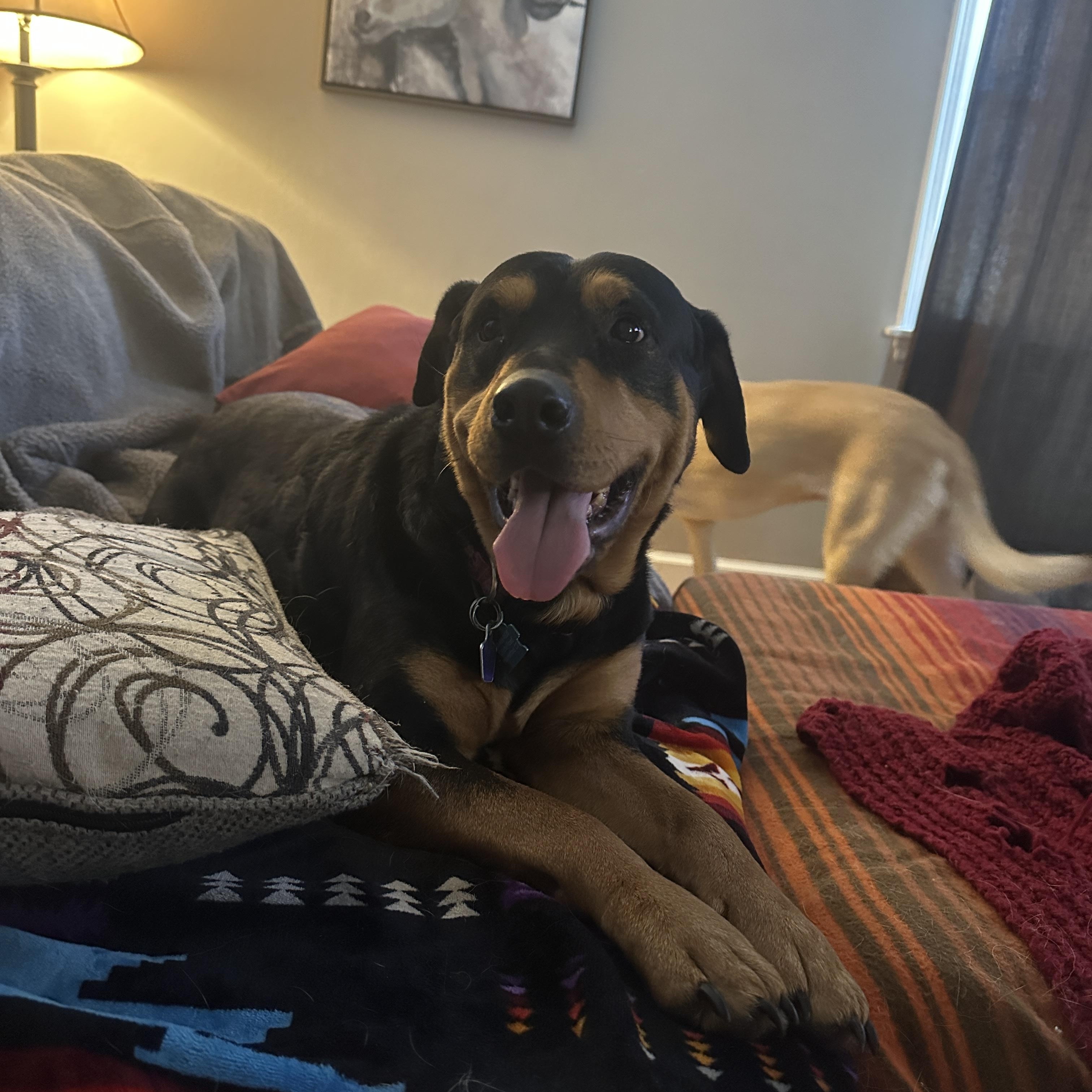 Enlarge Roxie, a ADOPTABLE Rottweiler in Barkhamsted, CT image 2/6