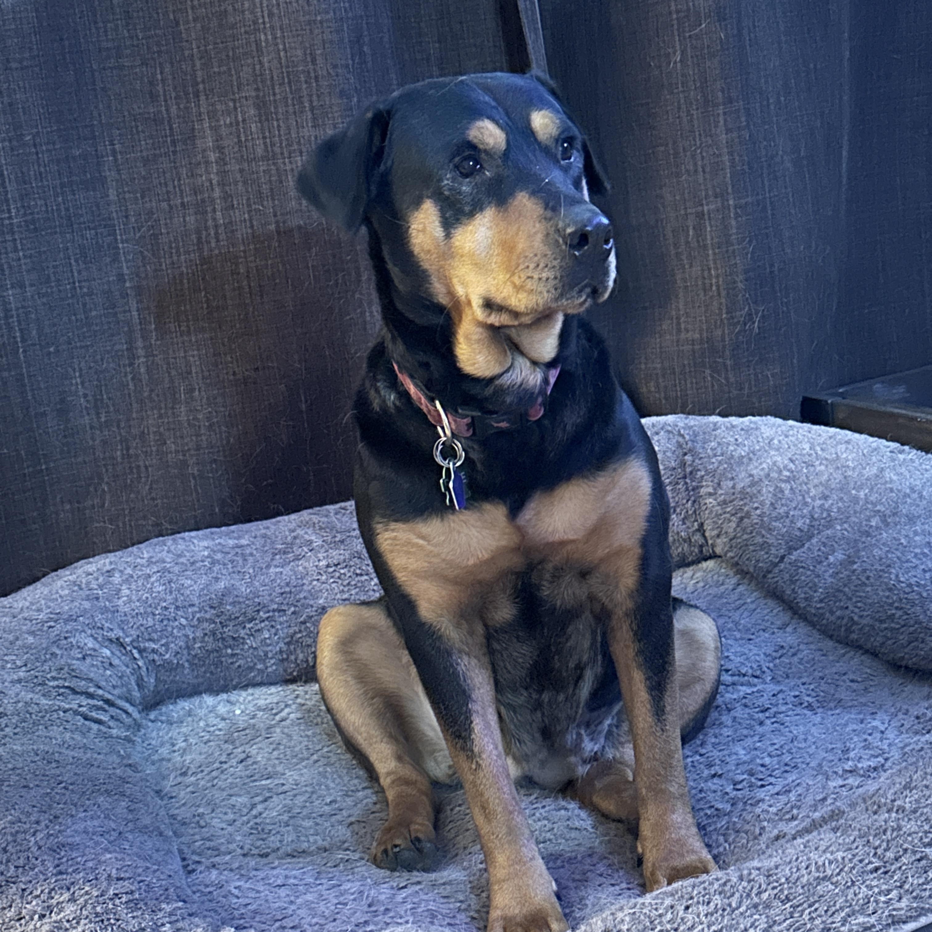 Enlarge Roxie, a ADOPTABLE Rottweiler in Barkhamsted, CT image 1/6