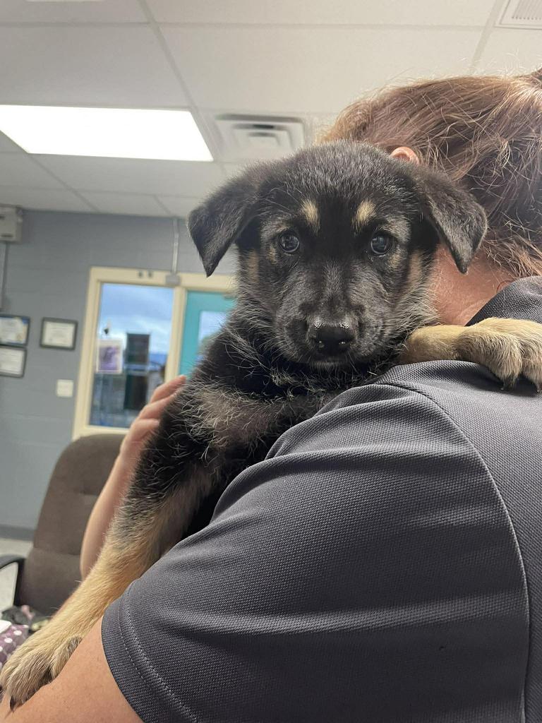 violet, Adoptable, Puppy Female German Shepherd Dog.