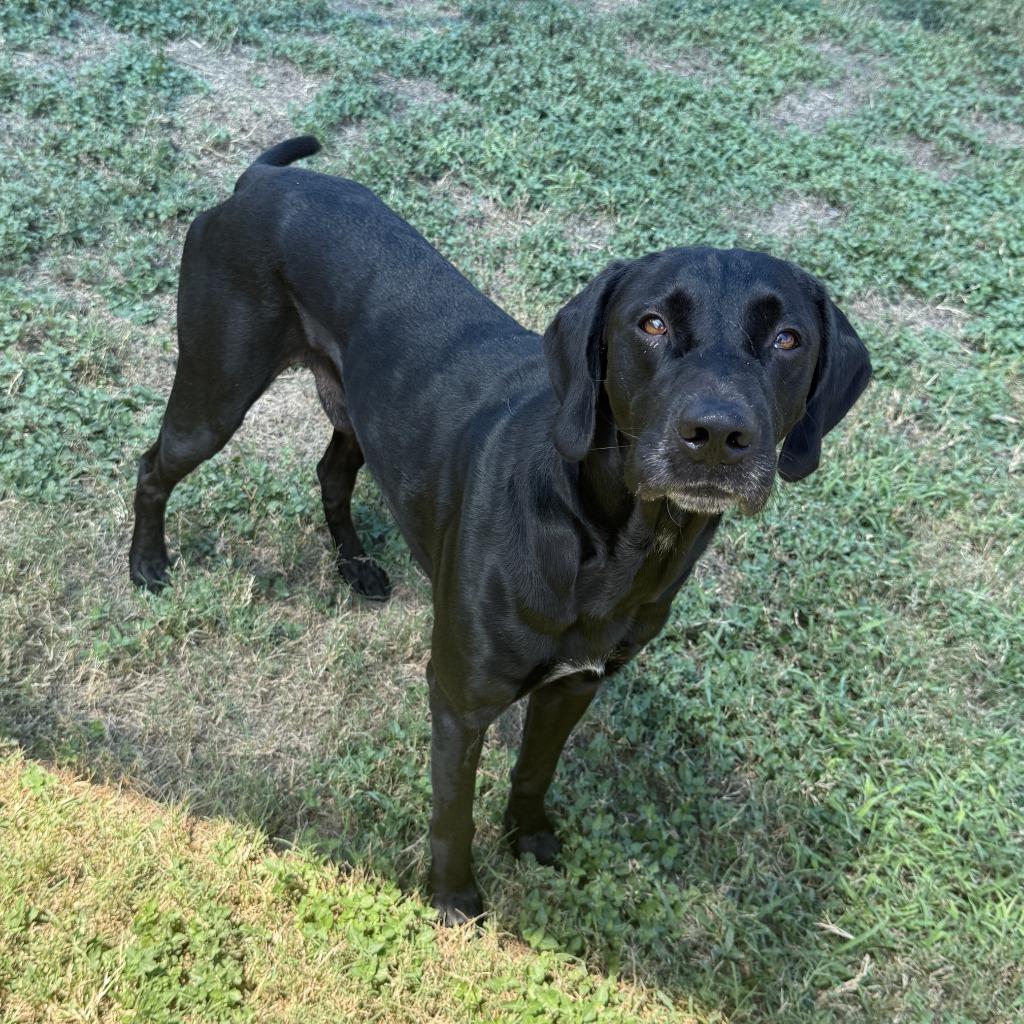 Enlarge Bobby Asher, a Adoptable Labrador Retriever in Brenham, TX image 2/6