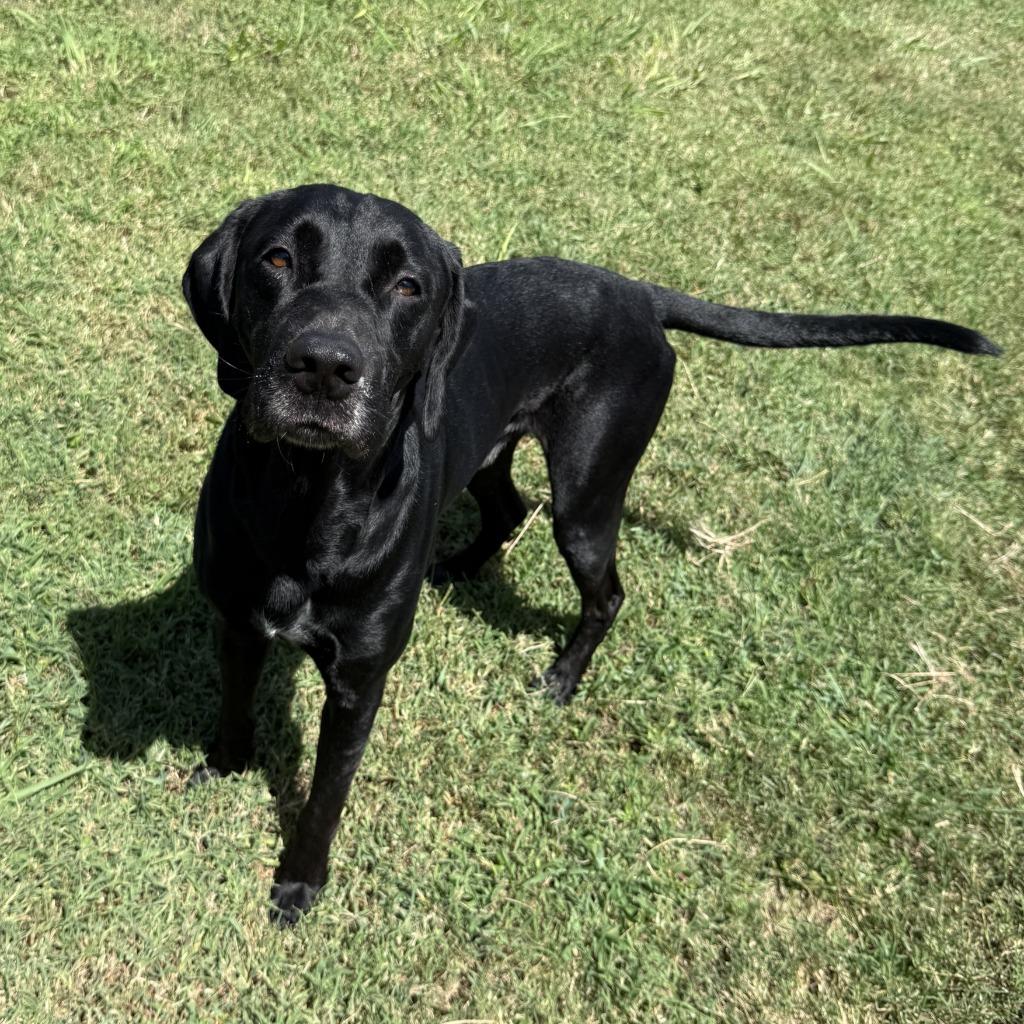 Enlarge Bobby Asher, a Adoptable Labrador Retriever in Brenham, TX image 3/6