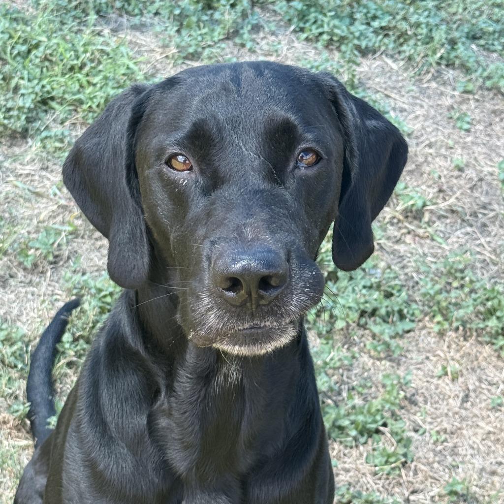 Enlarge Bobby Asher, a Adoptable Labrador Retriever in Brenham, TX image 4/6