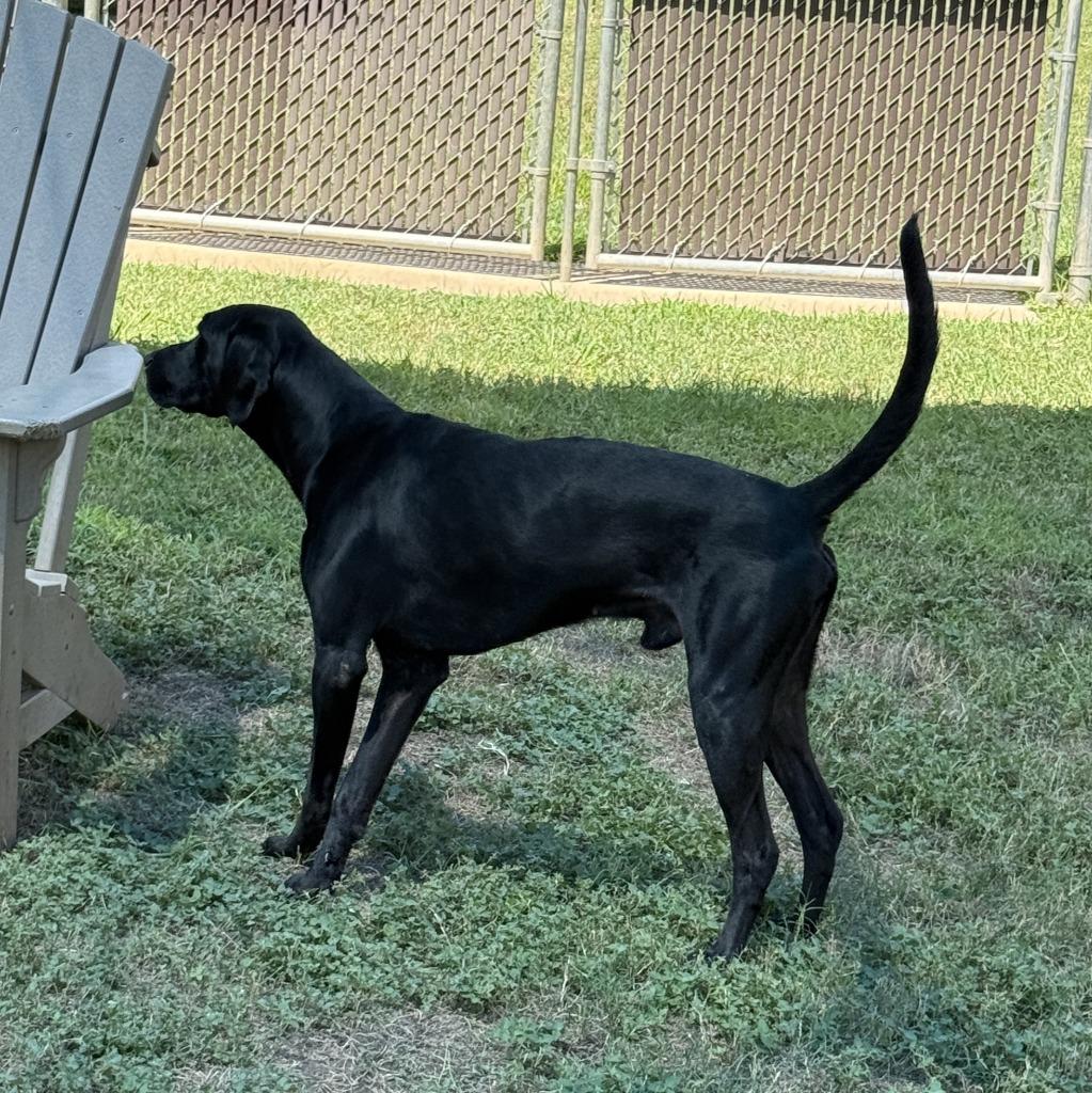 Enlarge Bobby Asher, a Adoptable Labrador Retriever in Brenham, TX image 5/6