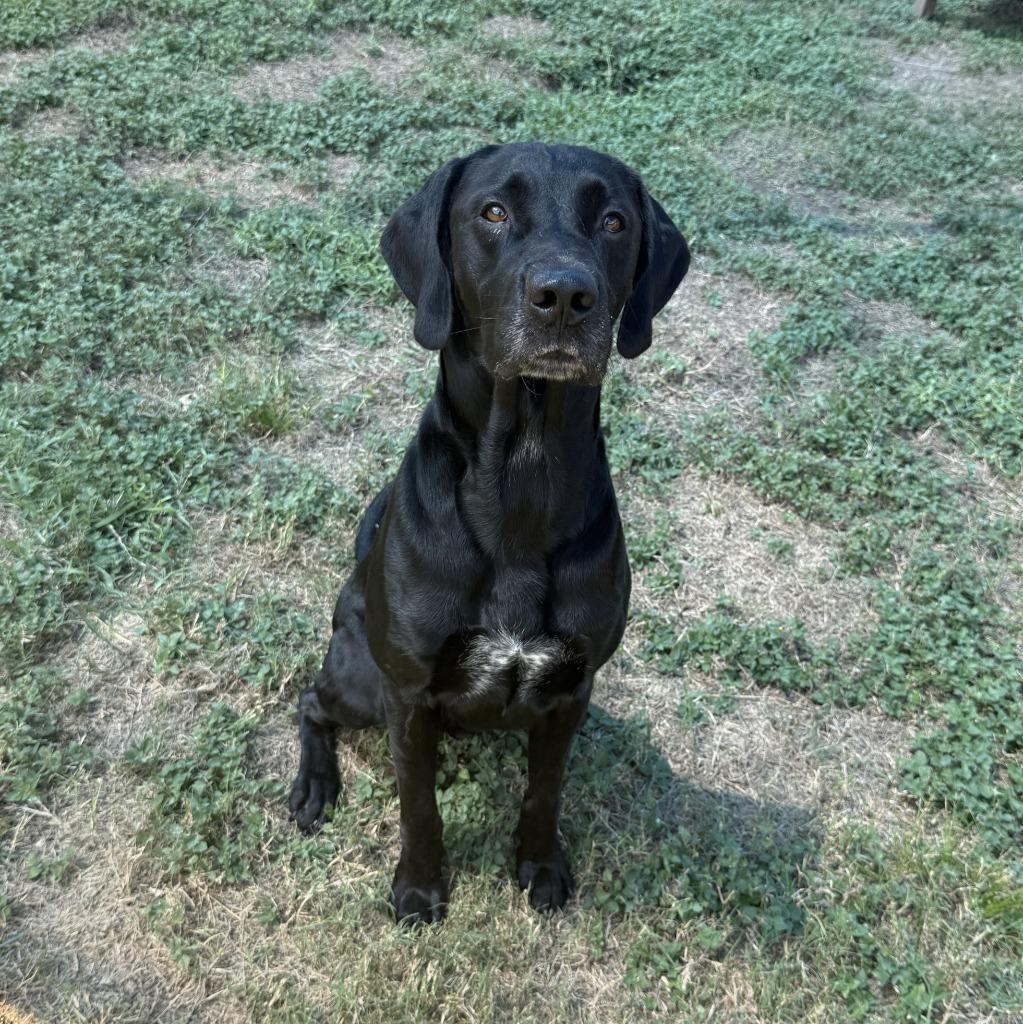 Enlarge Bobby Asher, a Adoptable Labrador Retriever in Brenham, TX image 6/6