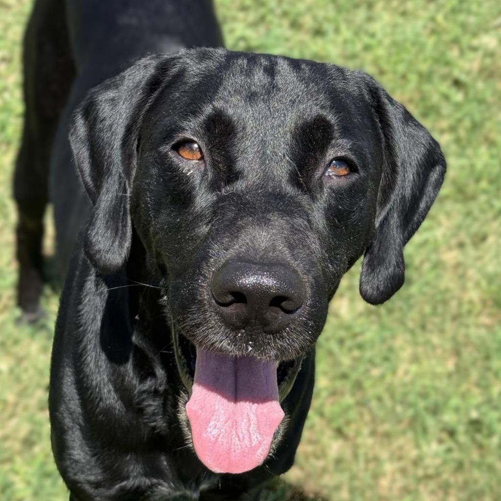Enlarge Bobby Asher, a Adoptable Labrador Retriever in Brenham, TX image 1/6