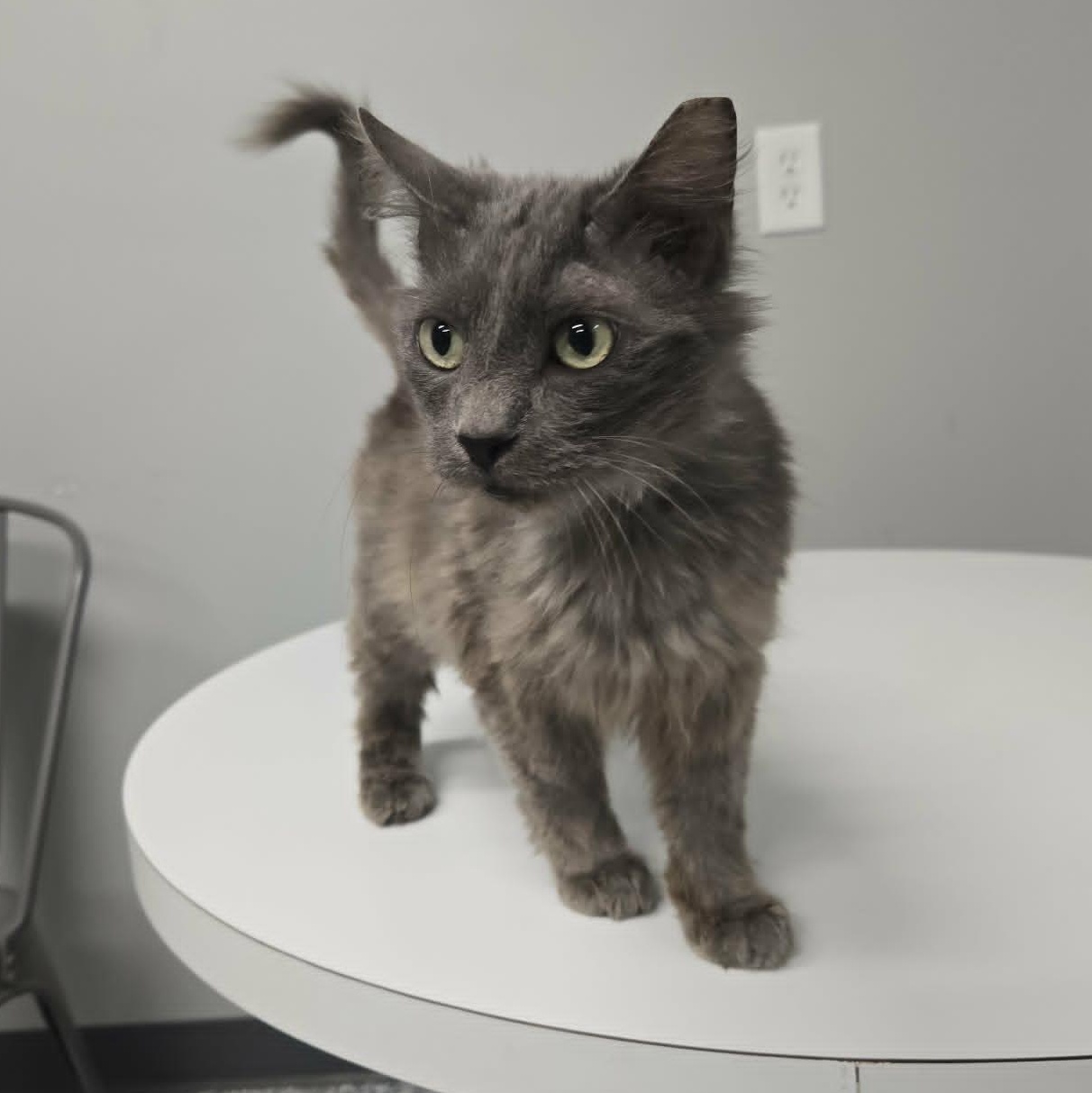 Enlarge Grover, a Adopted Domestic Medium Hair in Watertown, WI image 3/4