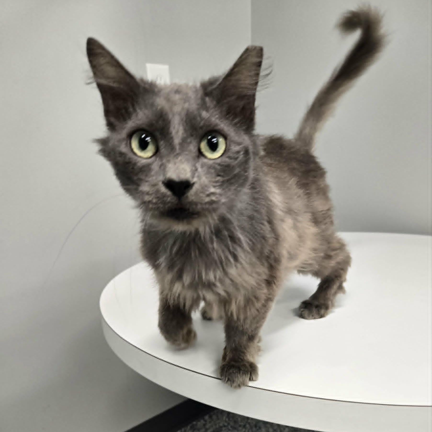 Grover, Adopted, Adult Male Domestic Medium Hair.