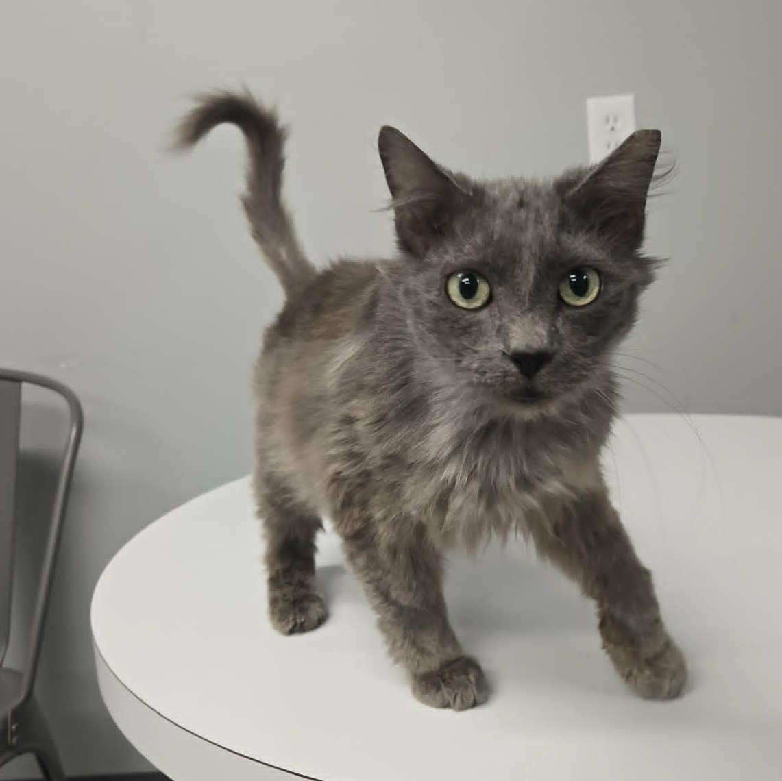Enlarge Grover, a Adopted Domestic Medium Hair in Watertown, WI image 2/4