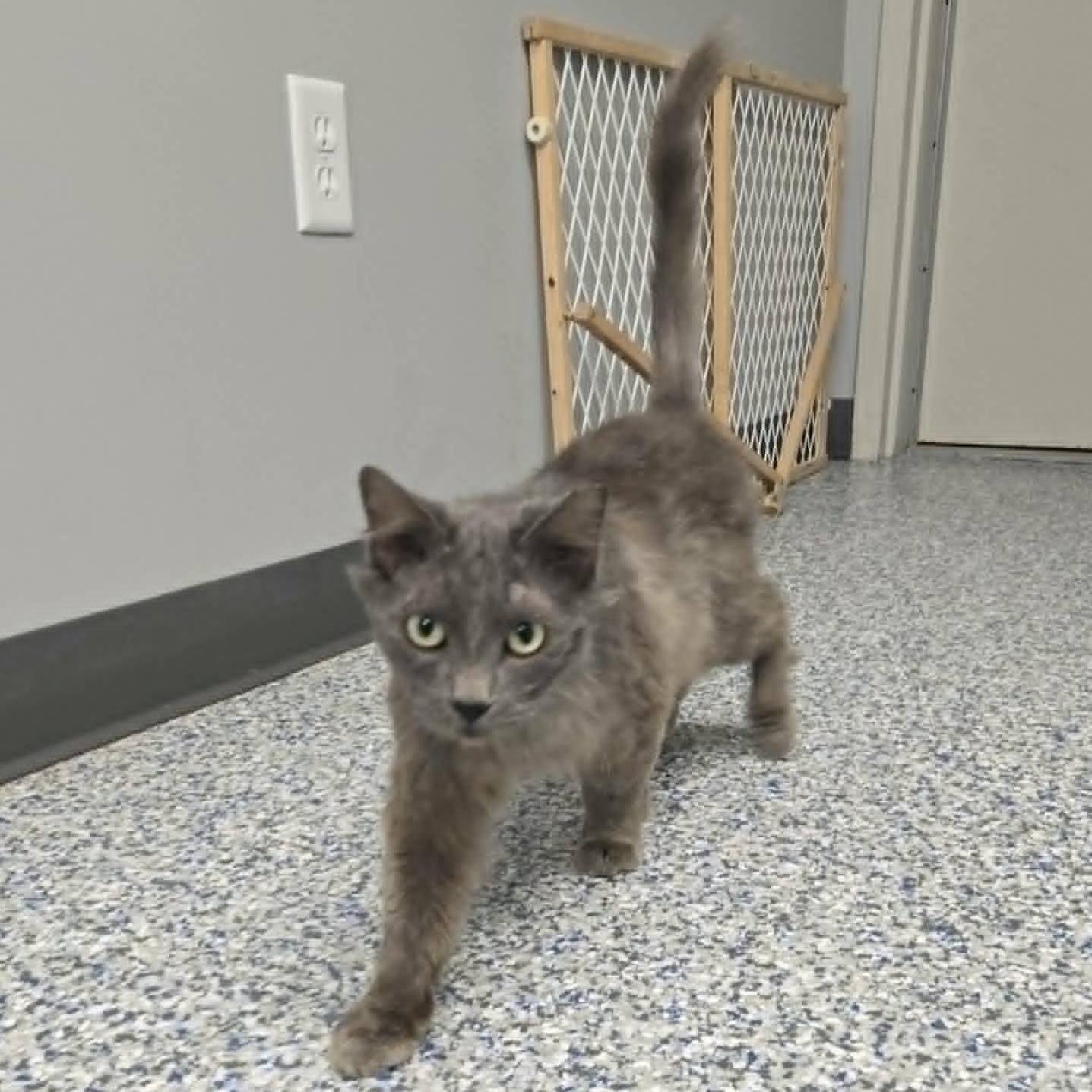 Enlarge Grover, a Adopted Domestic Medium Hair in Watertown, WI image 4/4