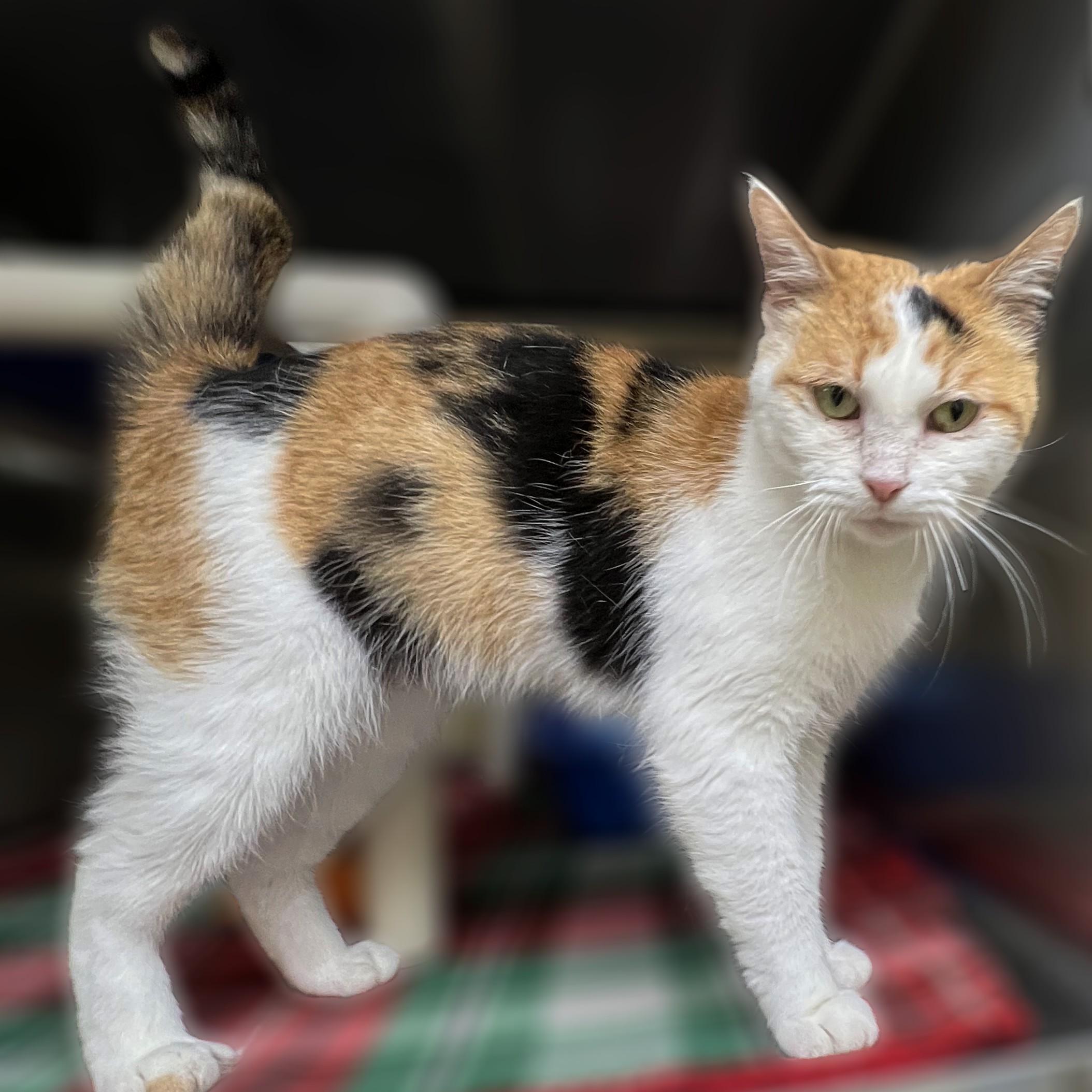 Cece, Adult Female Domestic Short Hair