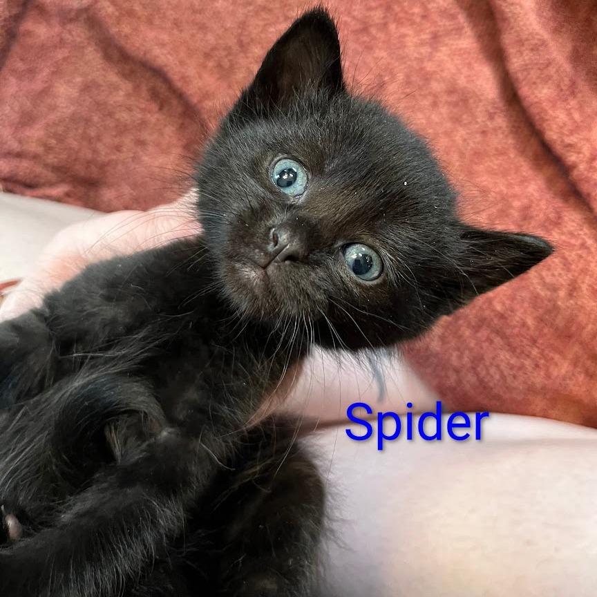 Spider