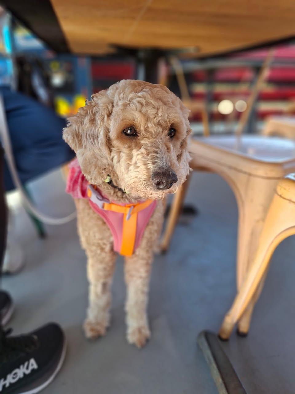 Evie (ADOPTION PENDING), ADOPTABLE, Adult Female Poodle & Golden Retriever.