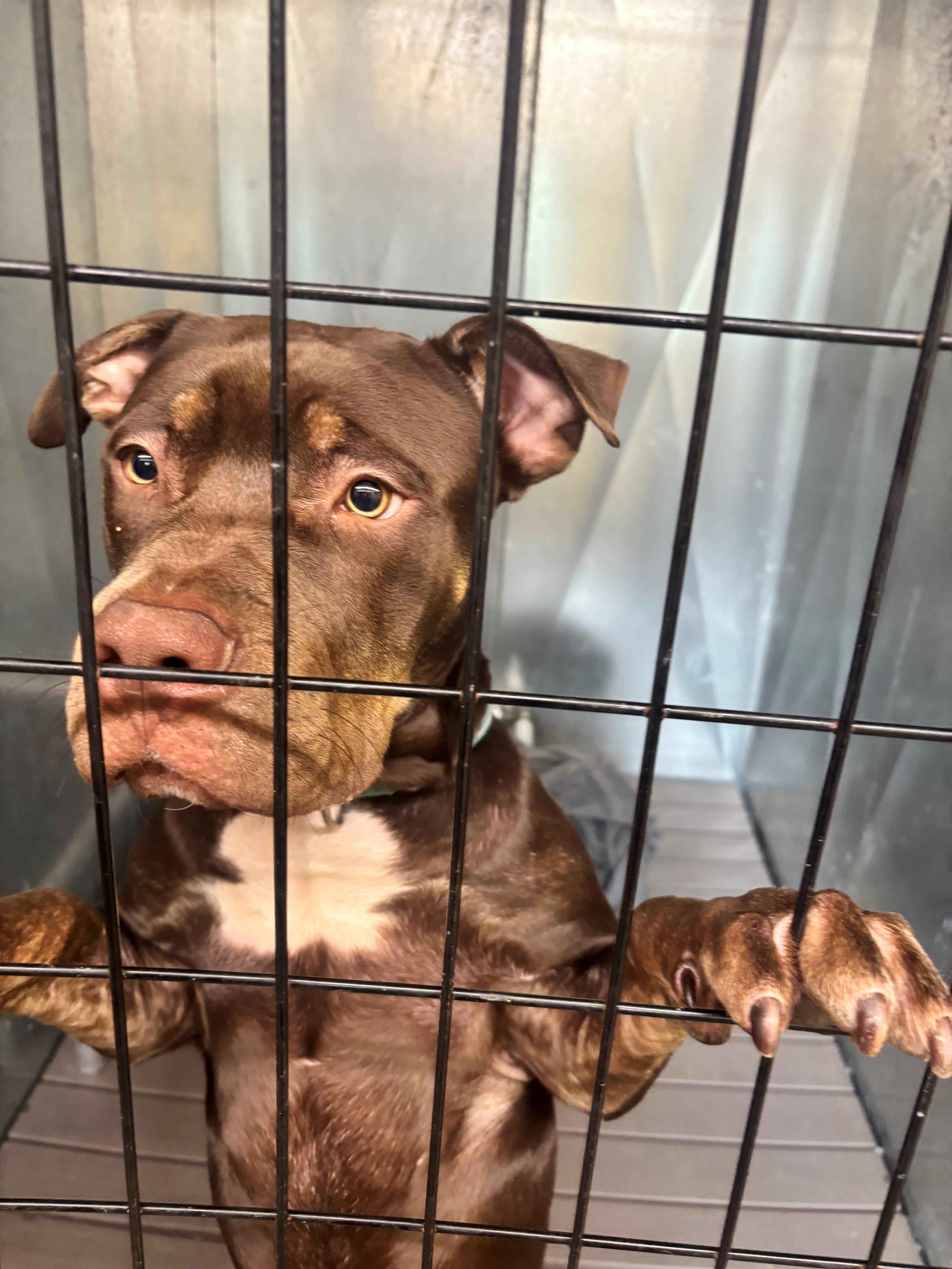 Enlarge Melo, a Adoptable mixed breed in Edison, NJ image 1/1