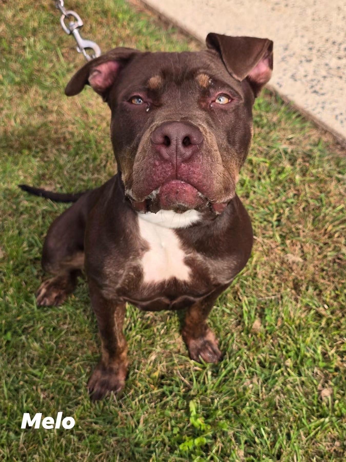 Melo, Adoptable, Young Male Pit Bull Terrier.