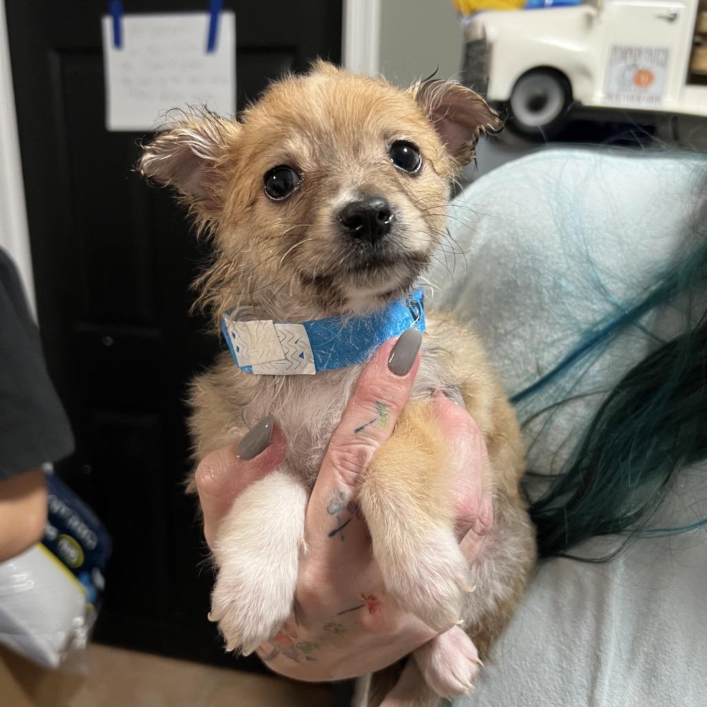 Ryan Rager, Adoptable, Puppy Female Chihuahua.