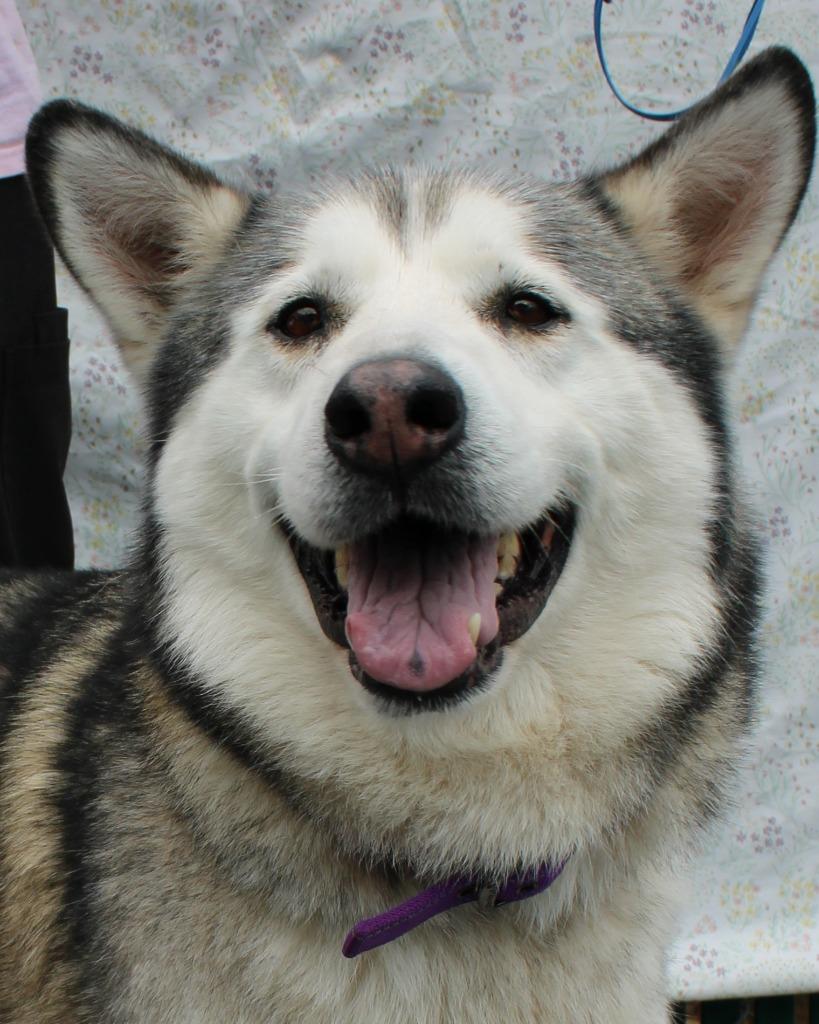 Enlarge Hush Puppy, a Adoptable Husky in Mount Gilead, NC image 1/6