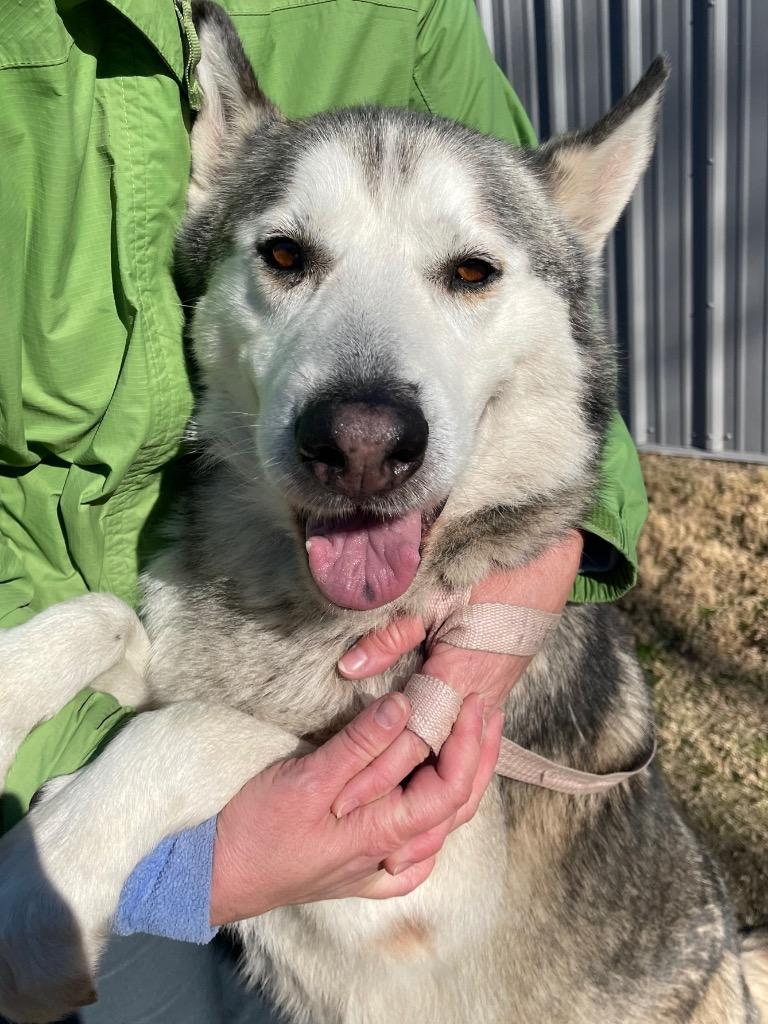 Enlarge Hush Puppy, a Adoptable Husky in Mount Gilead, NC image 2/6